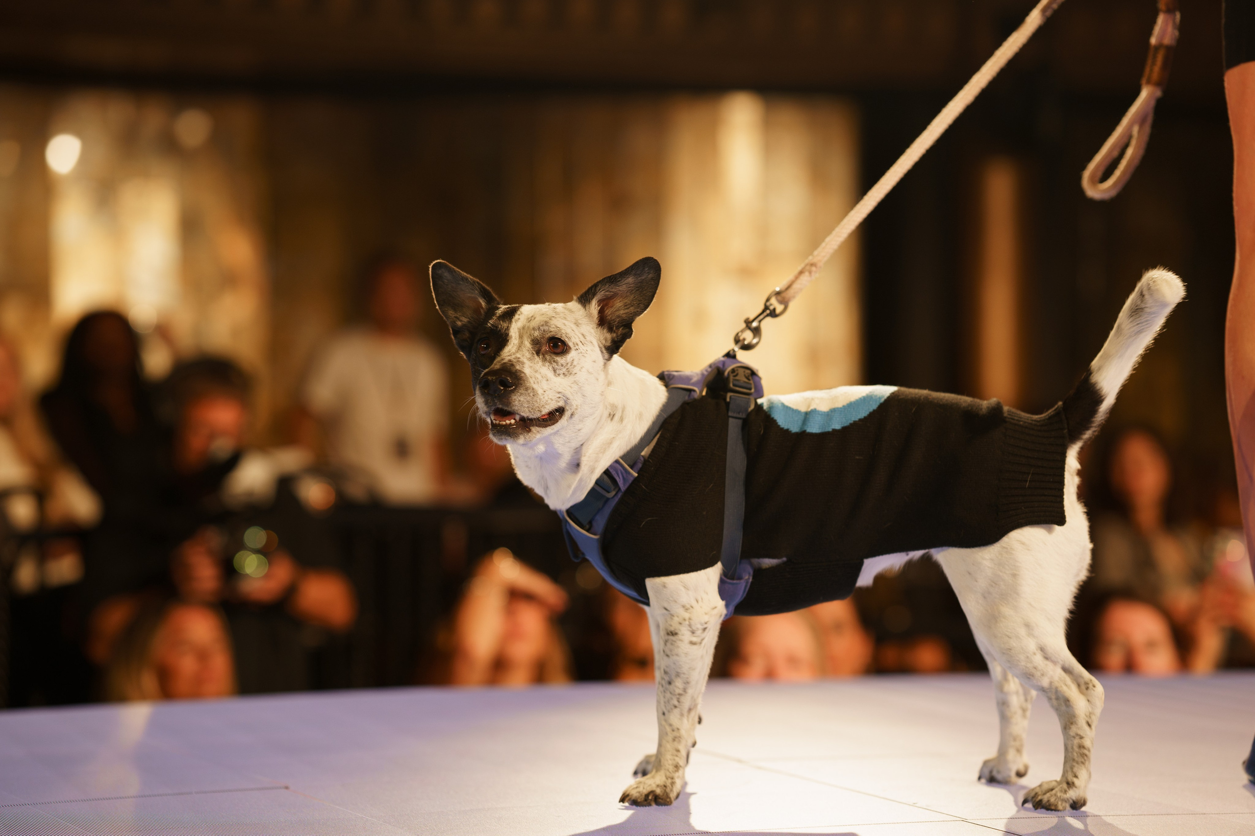 New York Fashion Week. New York + travel photographer