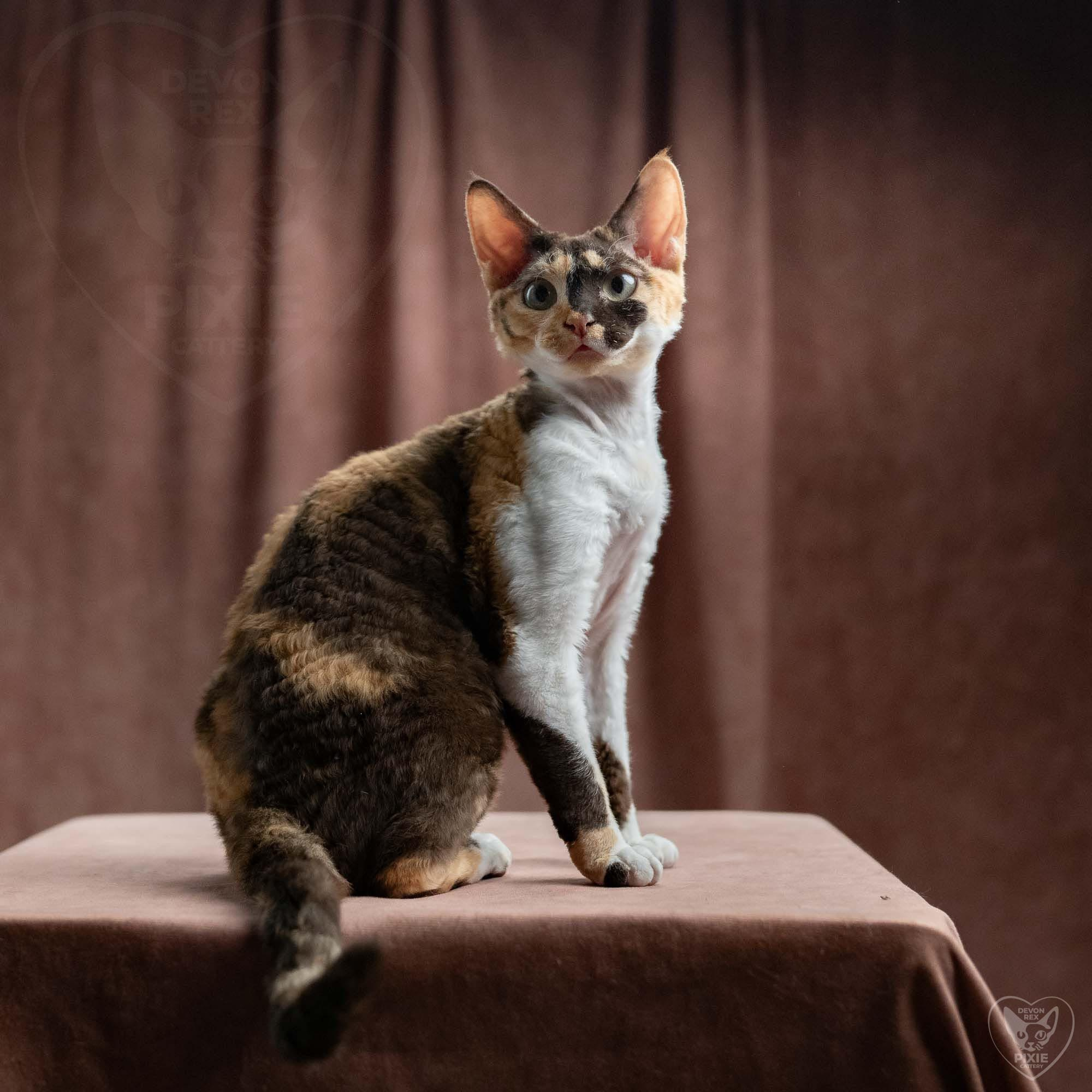 Dottie, girl, born on 06.06.24 NOT AVAILABLE. Devon Rex Pixie Cattery