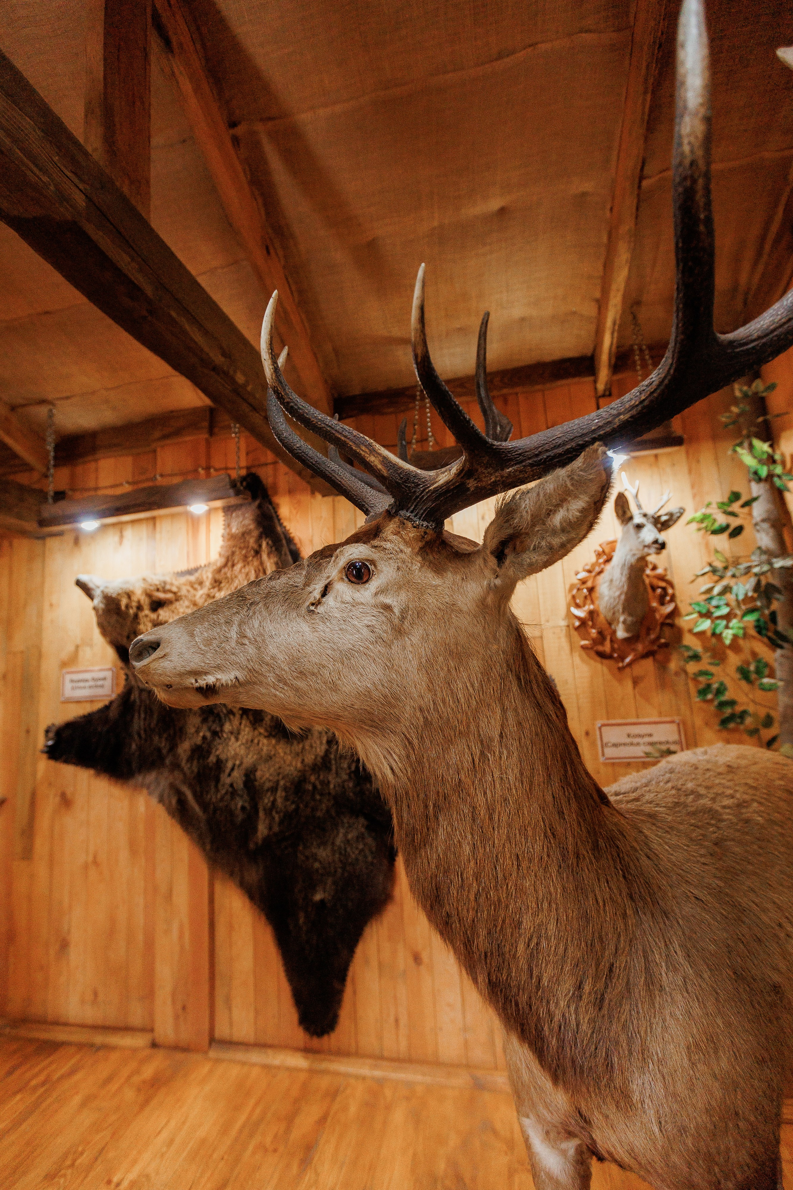 Екопарк Аміла. Ірина Терещук