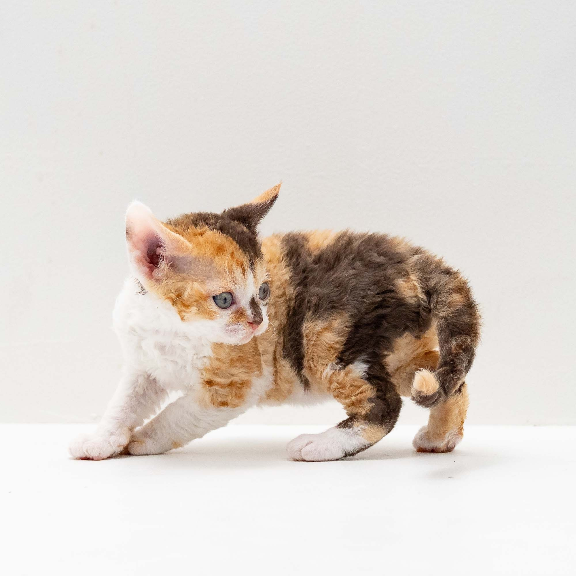 Sepulka,  girl, born on 01.18.25. Devon Rex Pixie Cattery