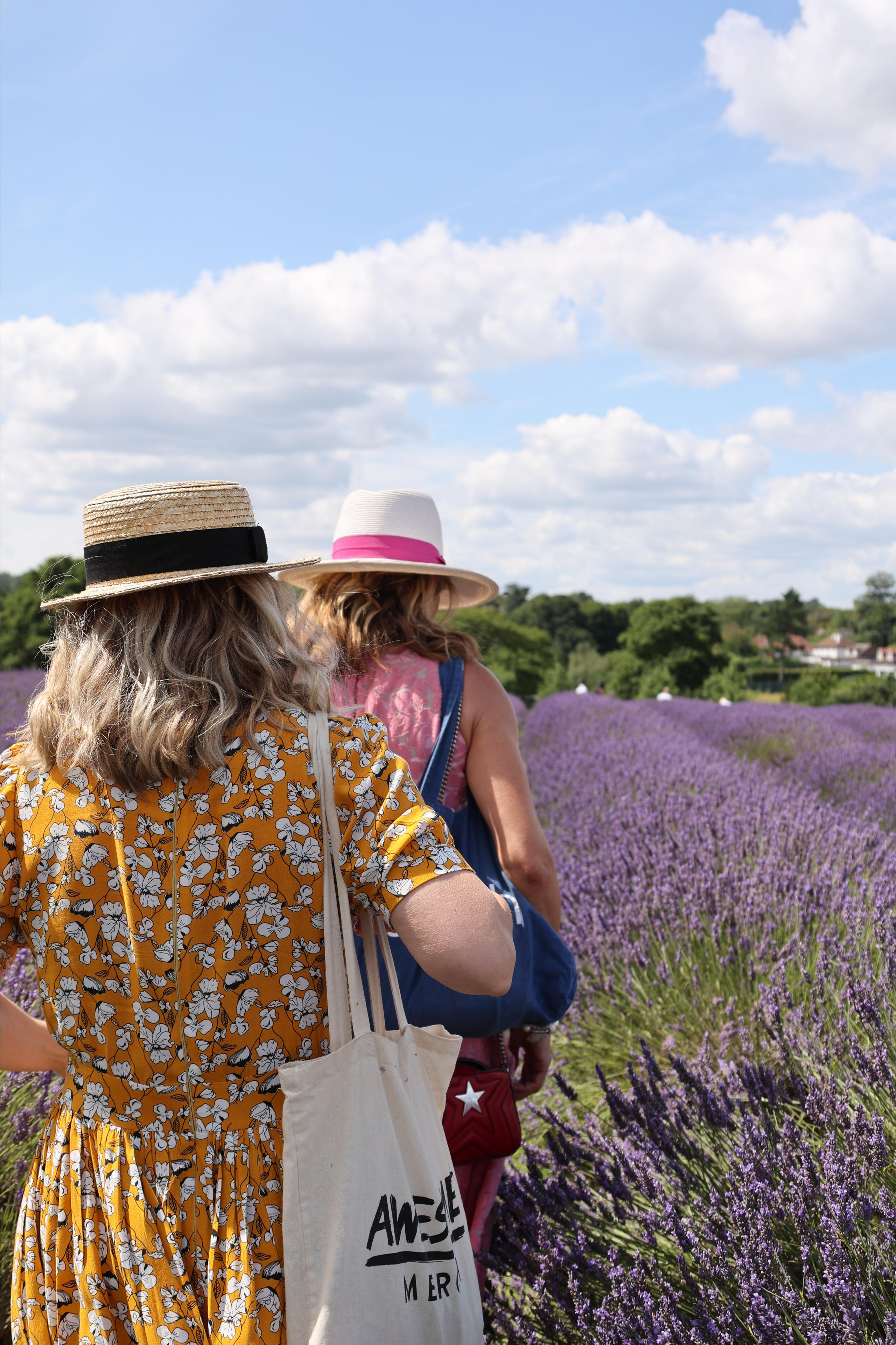Lavender field, London. Couples and portraits photographer Wimbledon London