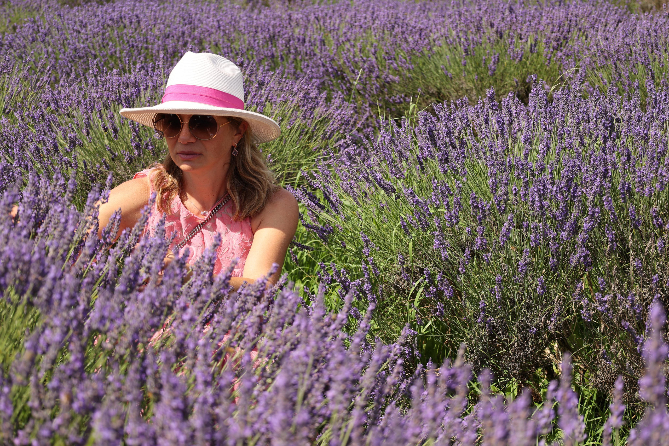 Lavender field, London. Couples and portraits photographer Wimbledon London