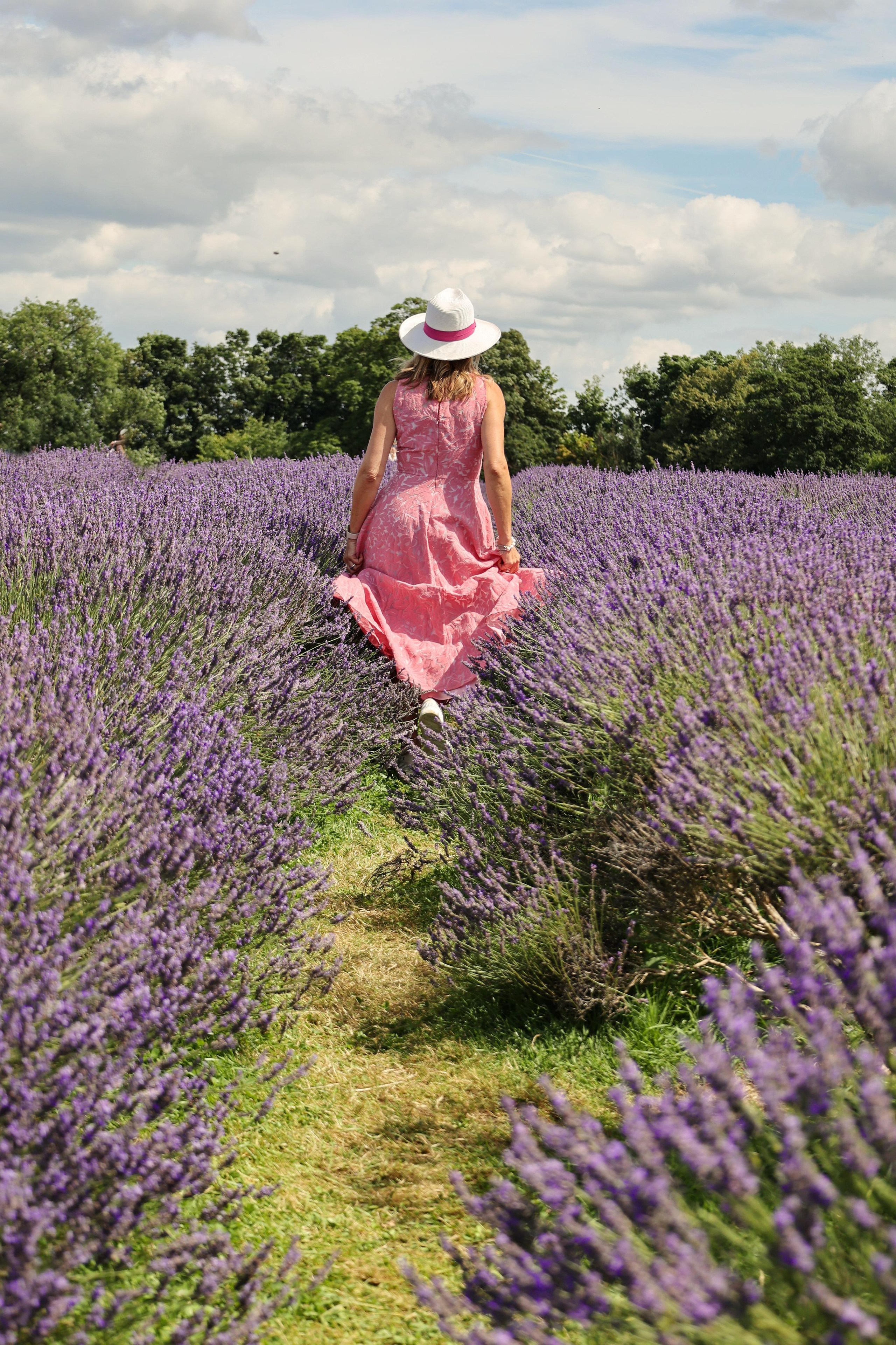 Lavender field, London. Couples and portraits photographer Wimbledon London