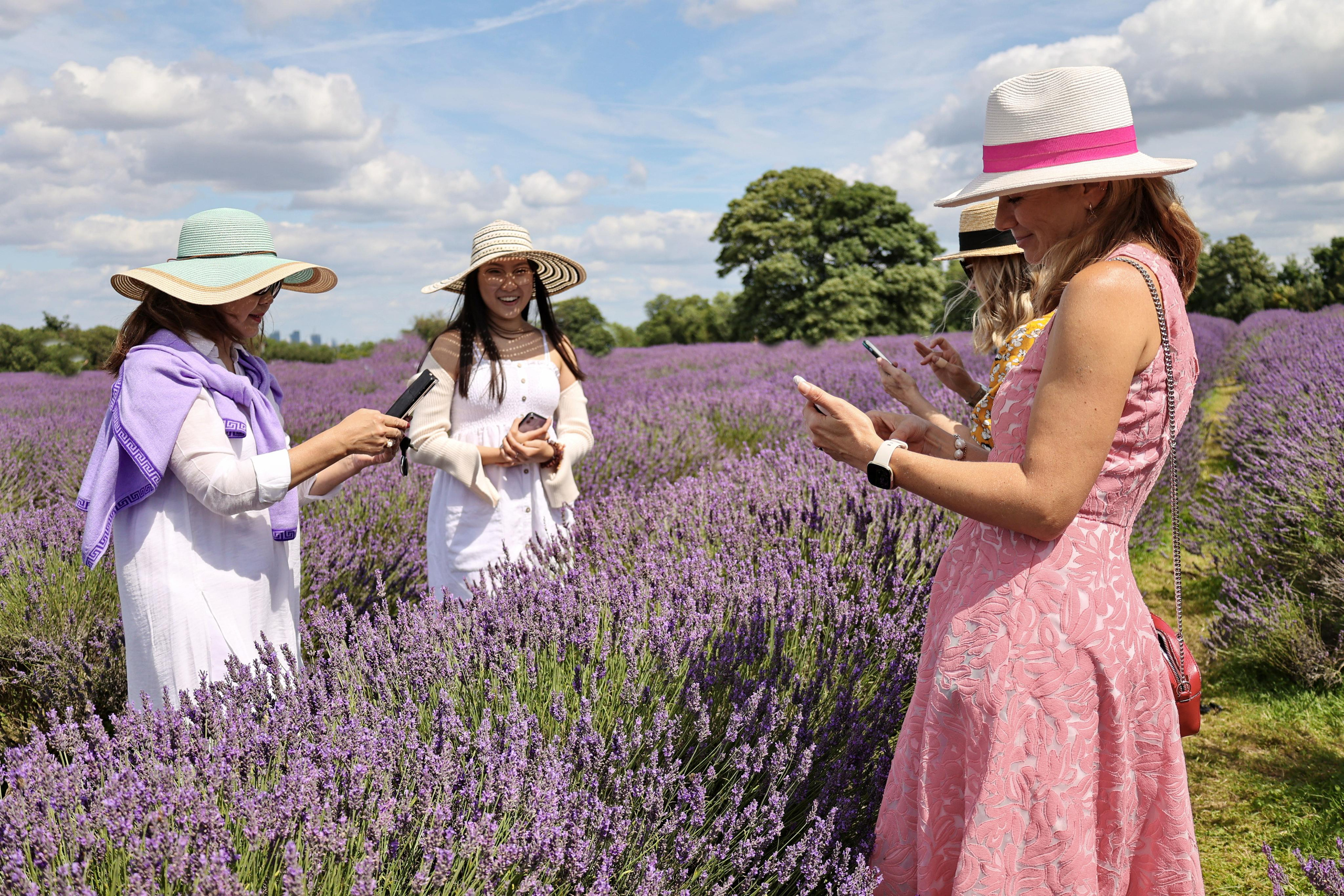 Lavender field, London. Couples and portraits photographer Wimbledon London