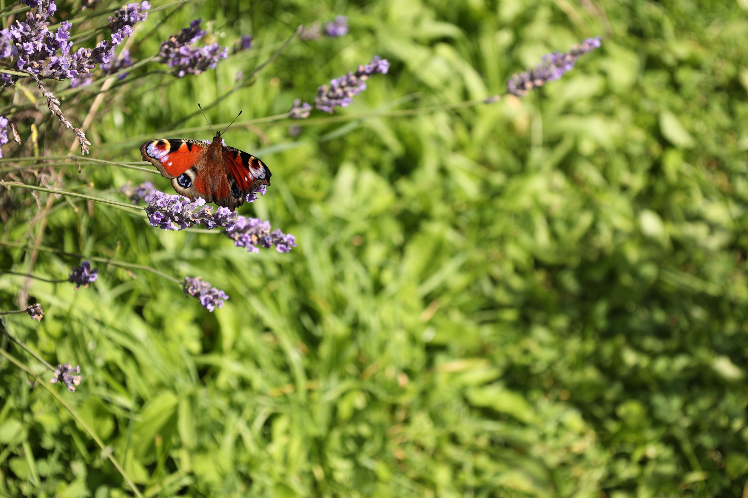 Lavender field, London. Couples and portraits photographer Wimbledon London