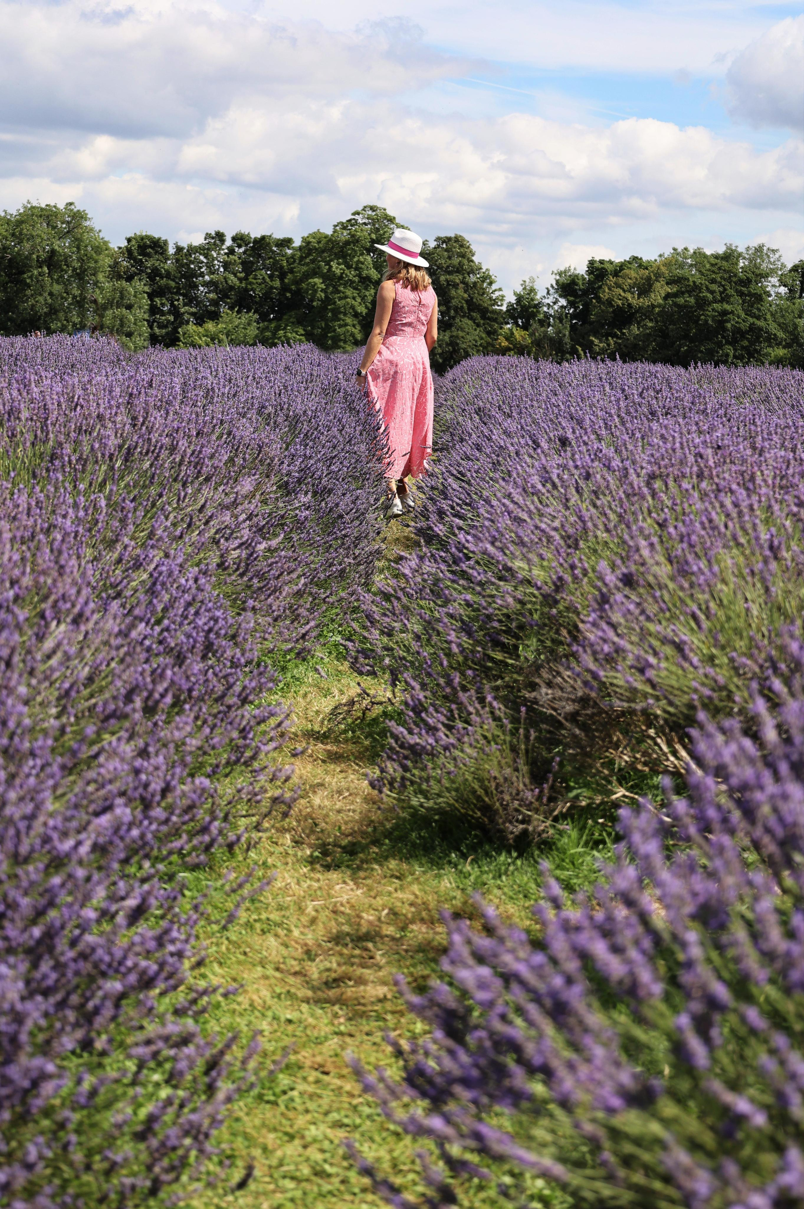 Lavender field, London. Couples and portraits photographer Wimbledon London