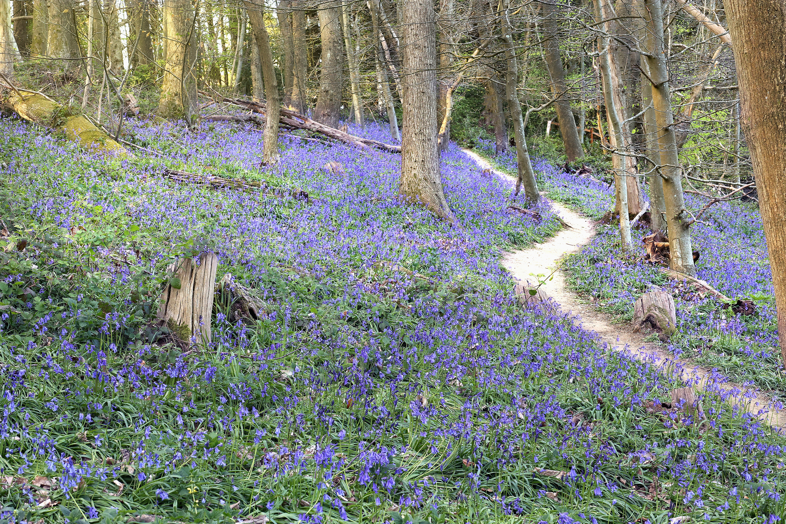 Landscapes. Couples and portraits photographer Wimbledon London