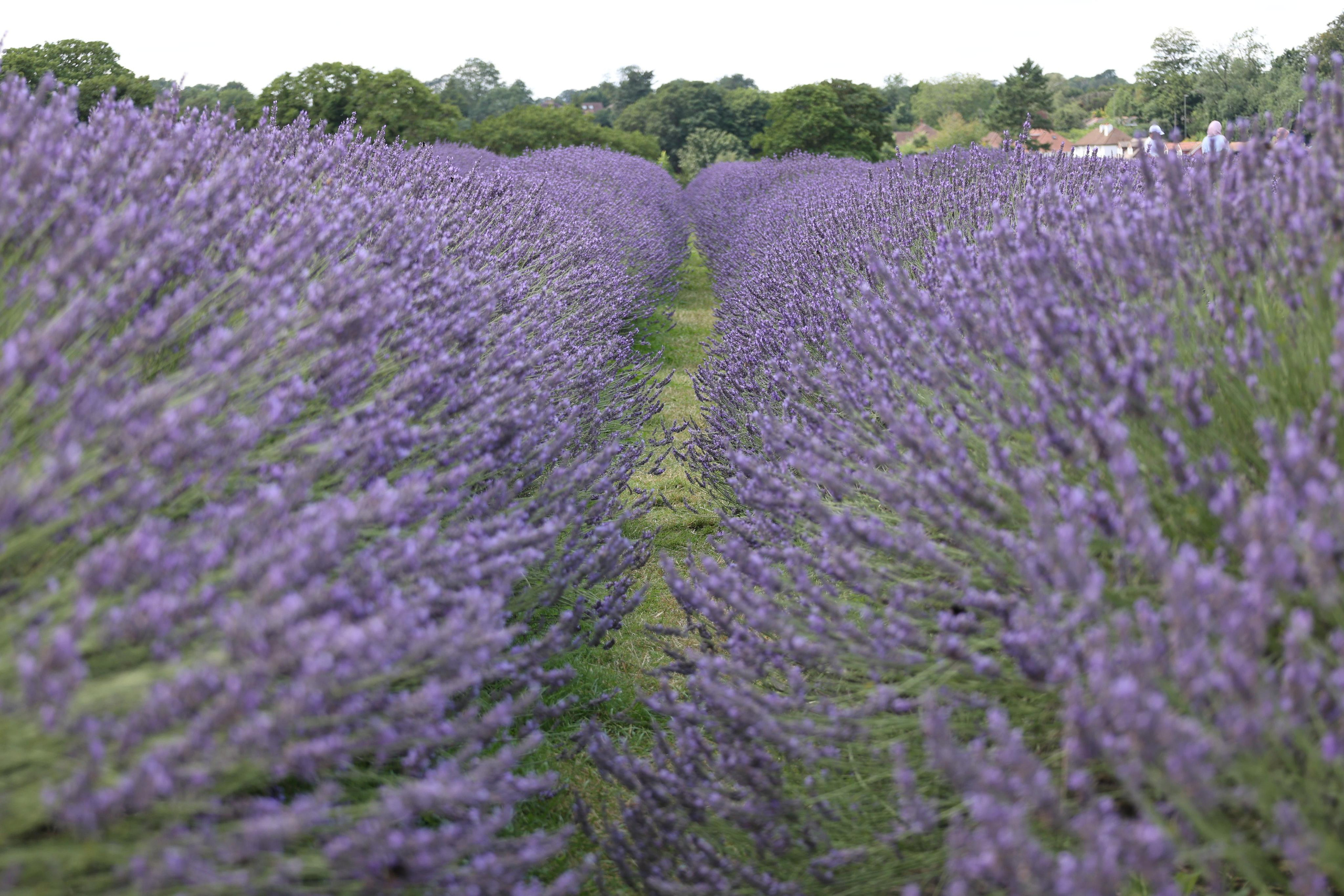 Lavender field, London. Couples and portraits photographer Wimbledon London