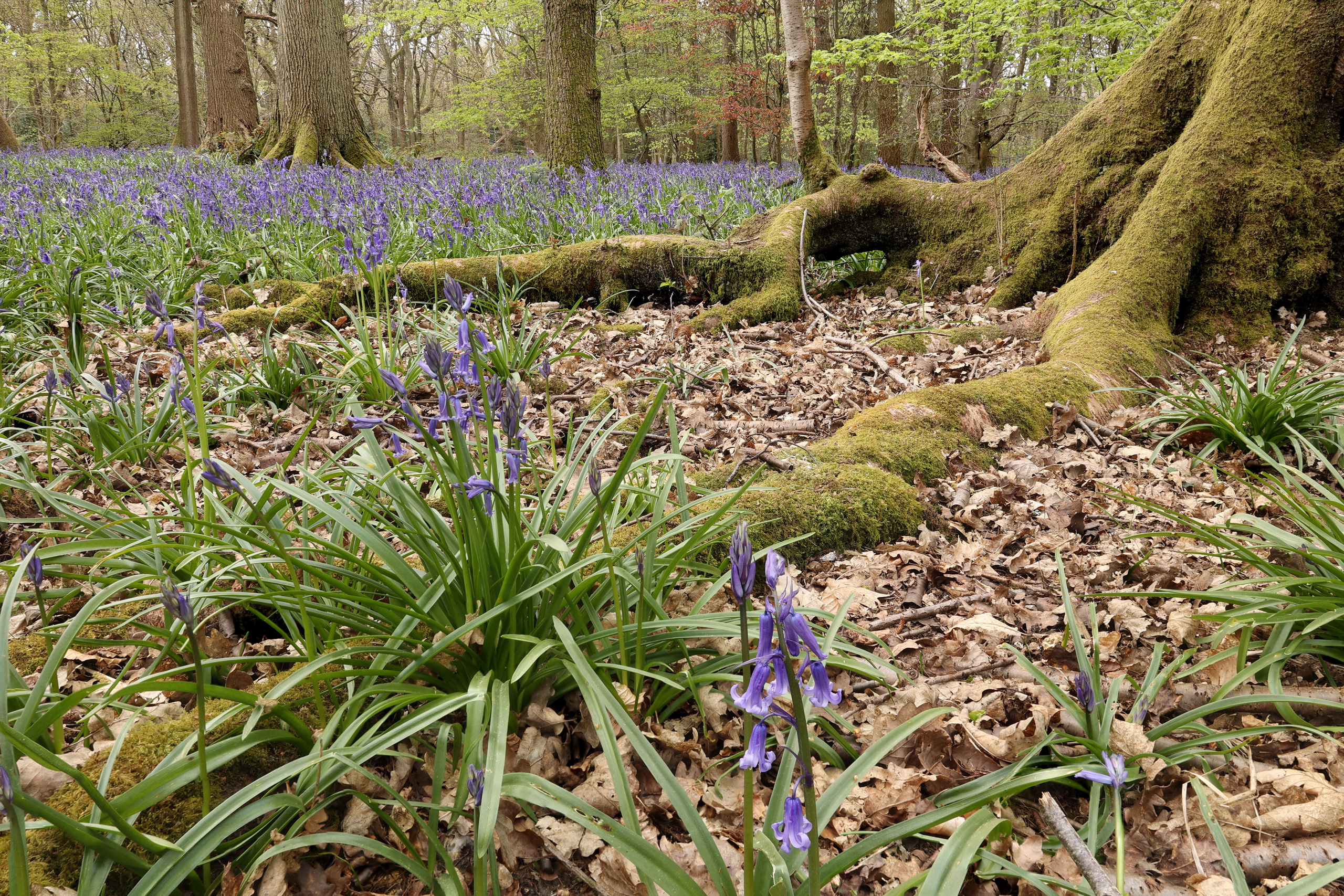 Landscapes. Couples and portraits photographer Wimbledon London