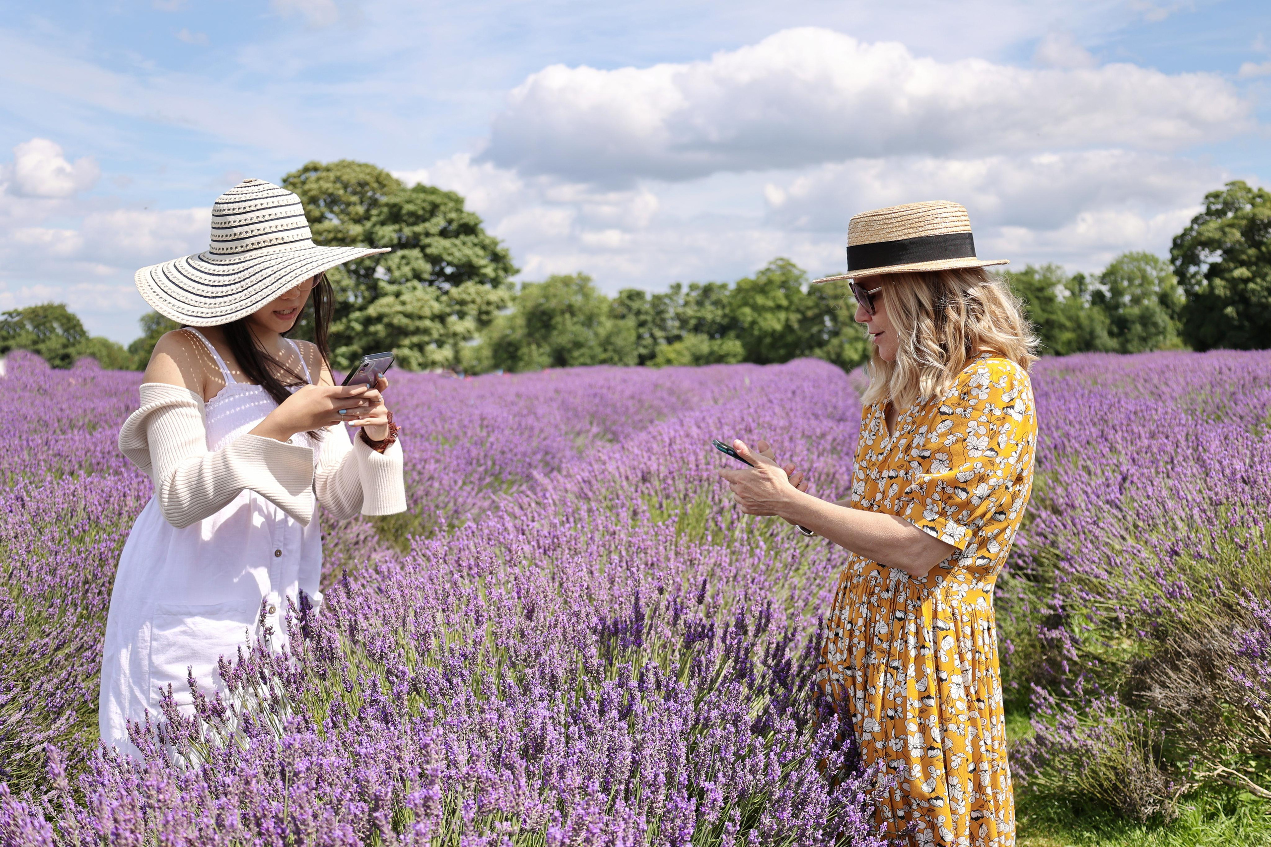 Lavender field, London. Couples and portraits photographer Wimbledon London