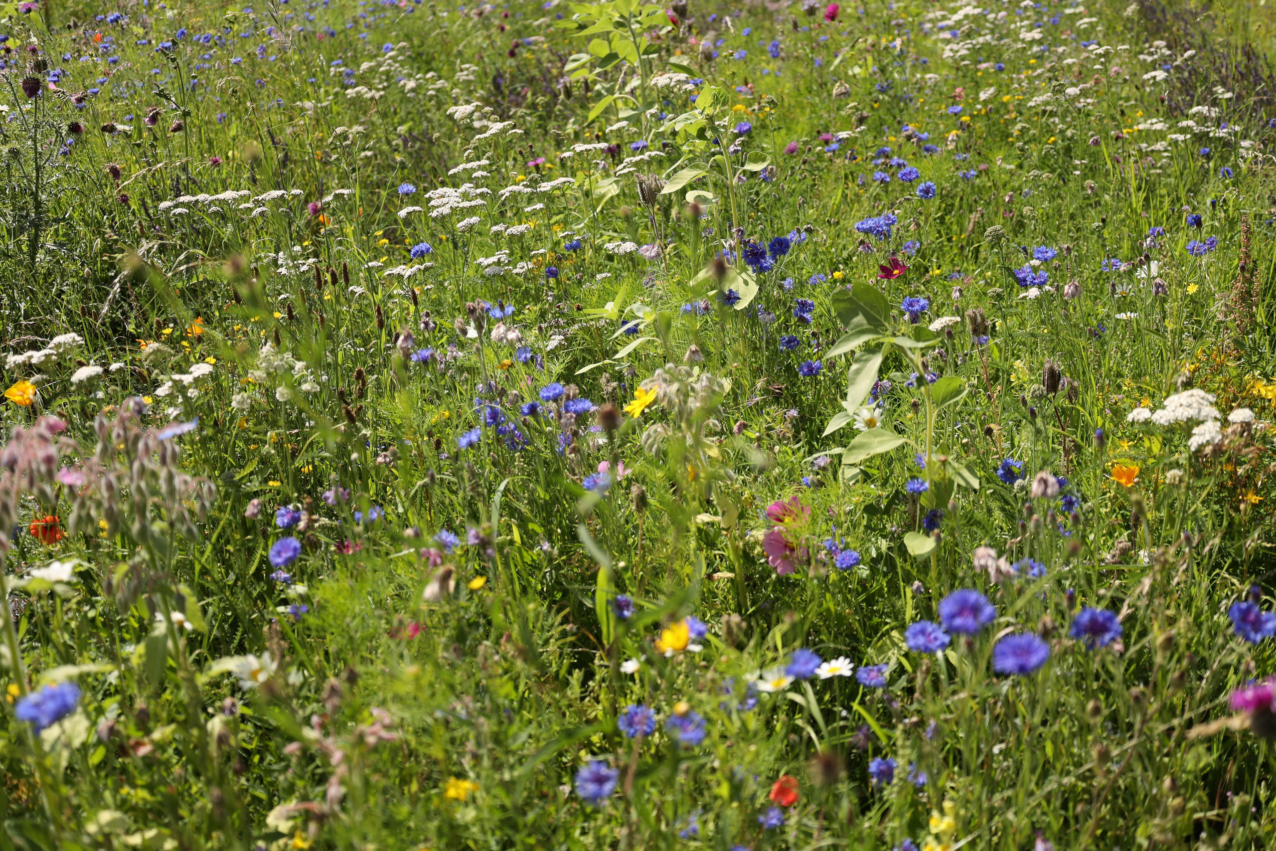 Lavender field, London. Couples and portraits photographer Wimbledon London