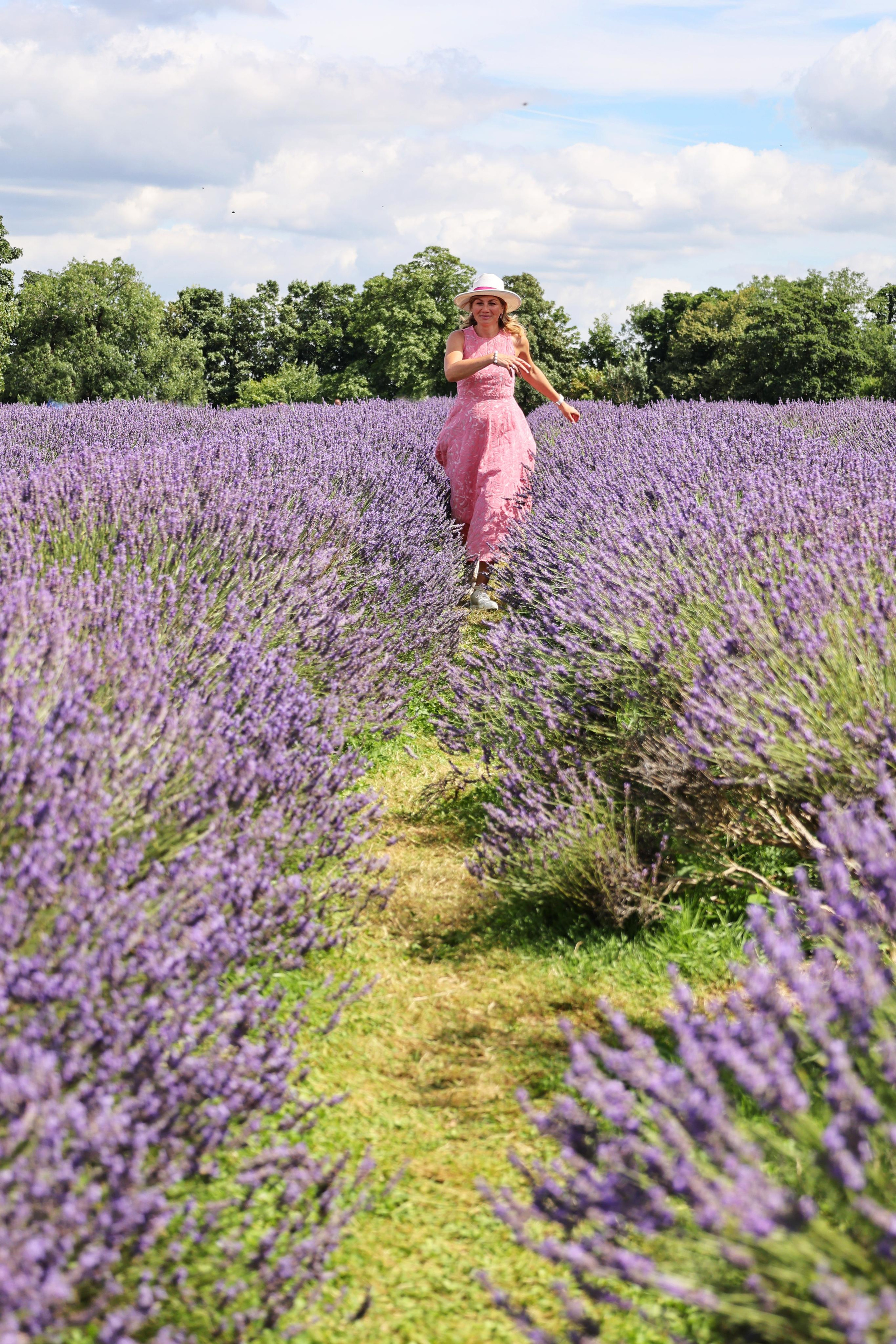 Lavender field, London. Couples and portraits photographer Wimbledon London