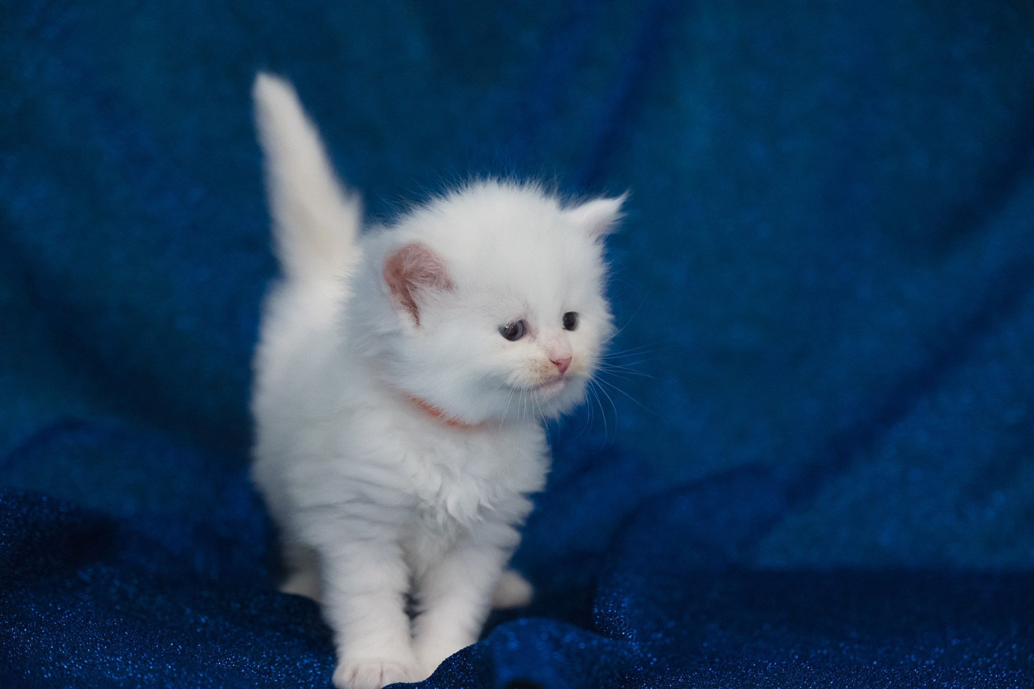 N-Andromeda. SIBERIALIS: Katzenzucht von Sibirischen und Neva Masquarade Katzen