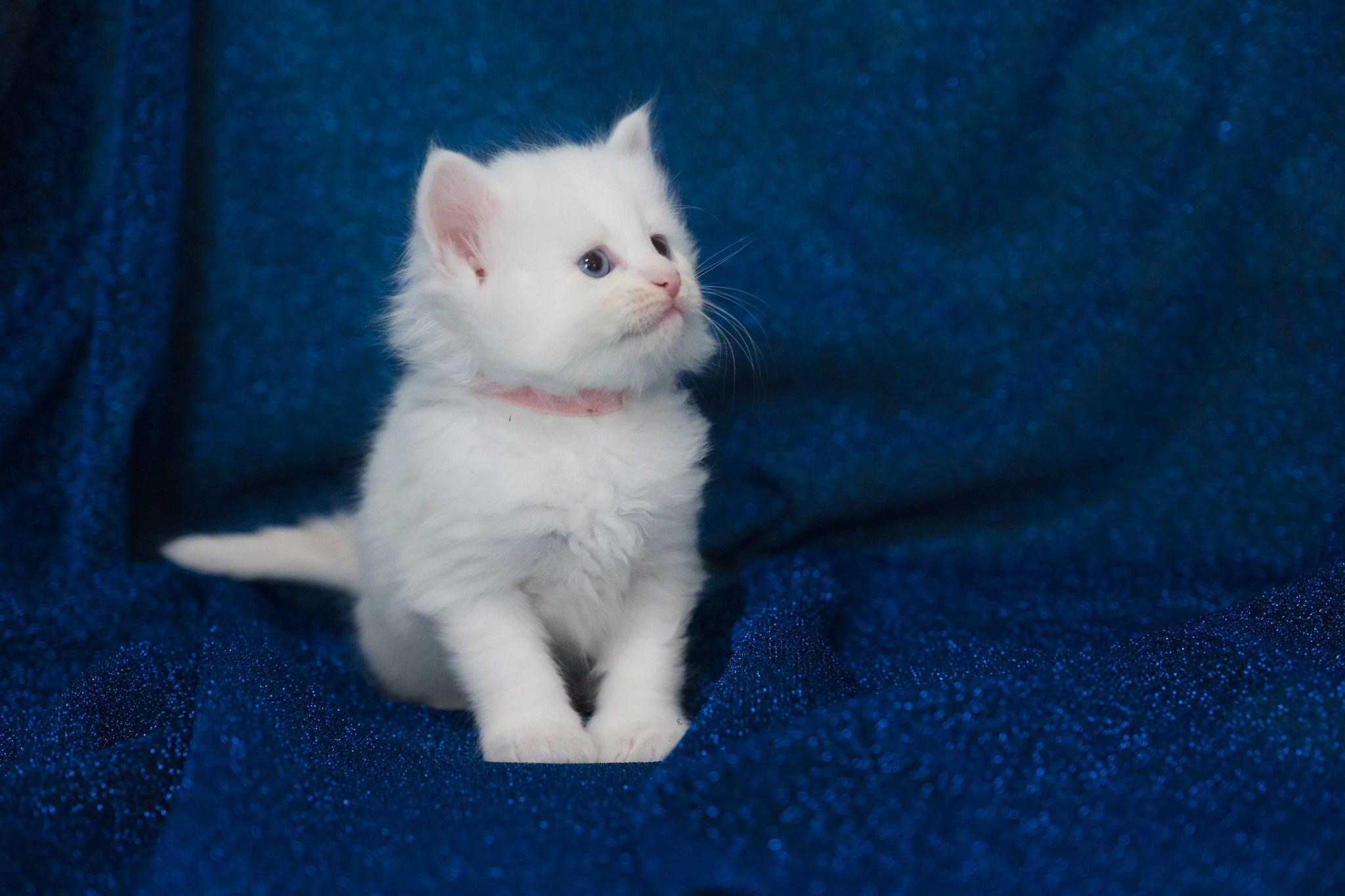 N-Arktur. SIBERIALIS: Katzenzucht von Sibirischen und Neva Masquarade Katzen