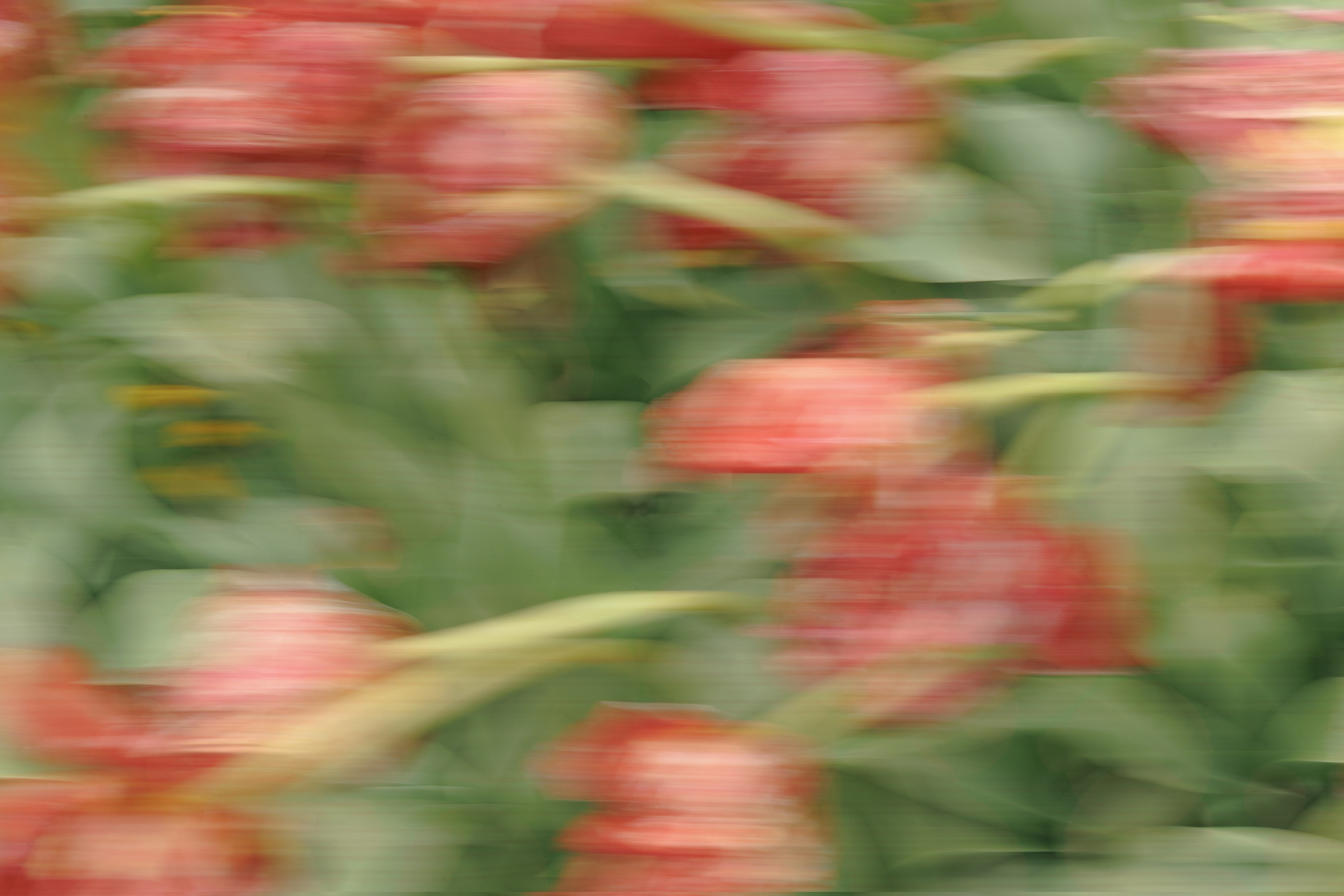 Flowers and Still life. Photographer in the Den Haag Rotterdam Amsterdam Osypenko Oksana