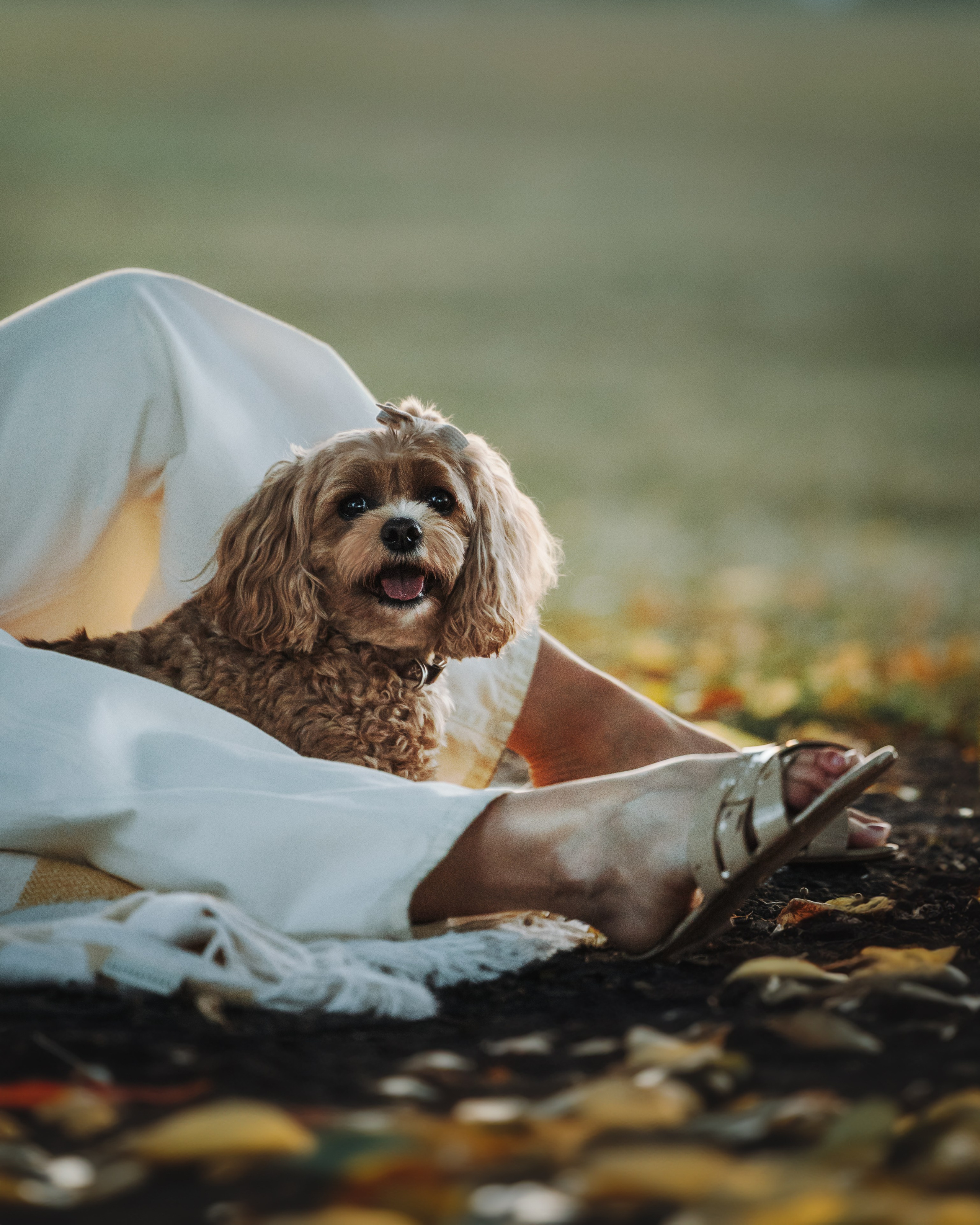 Sunny & Elizabeth. Pet Photographer Viktoriya Aleshenko