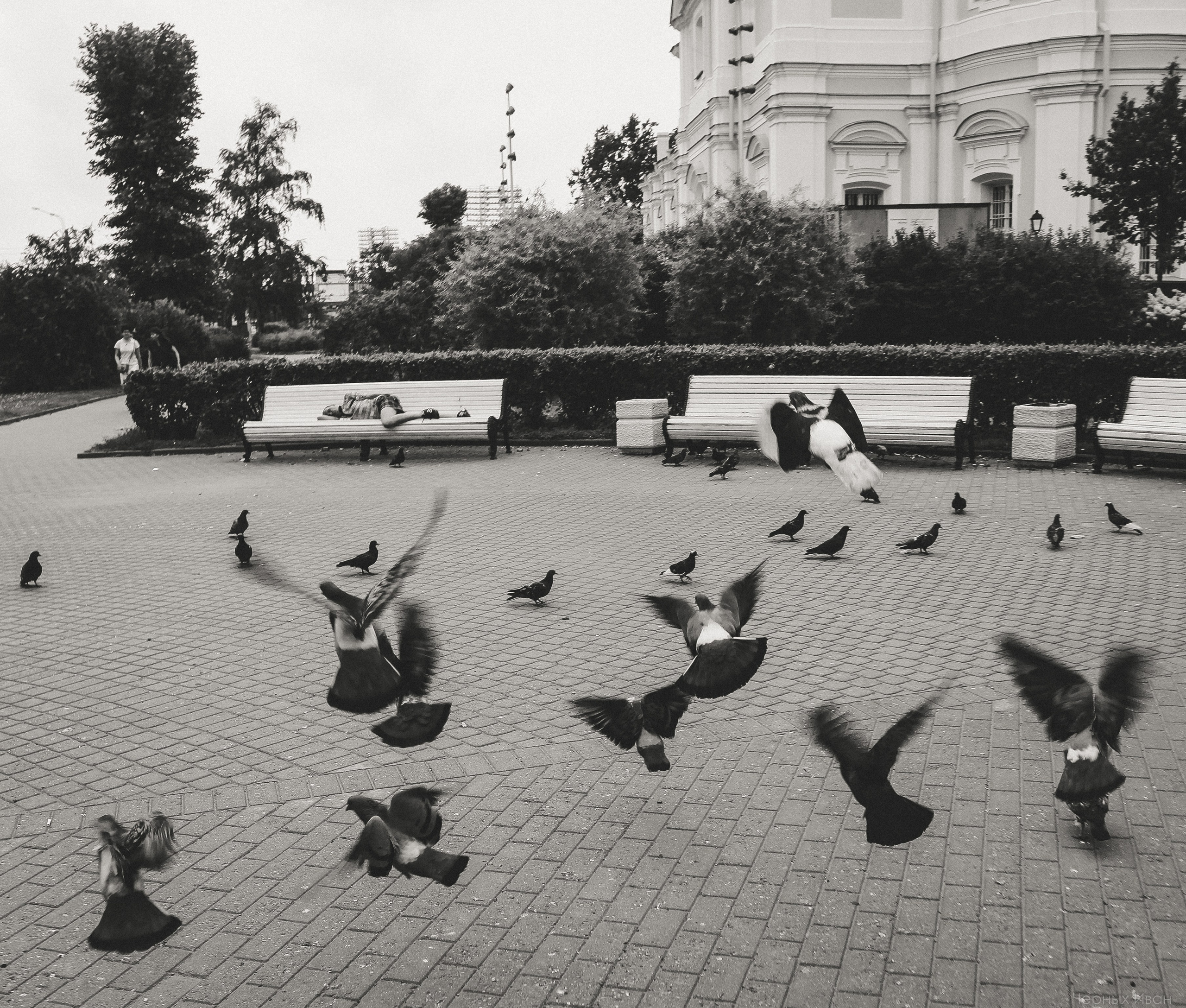 Пернатый психоз. Стрит-фотография, полная абсурда, идиотизма и красоты