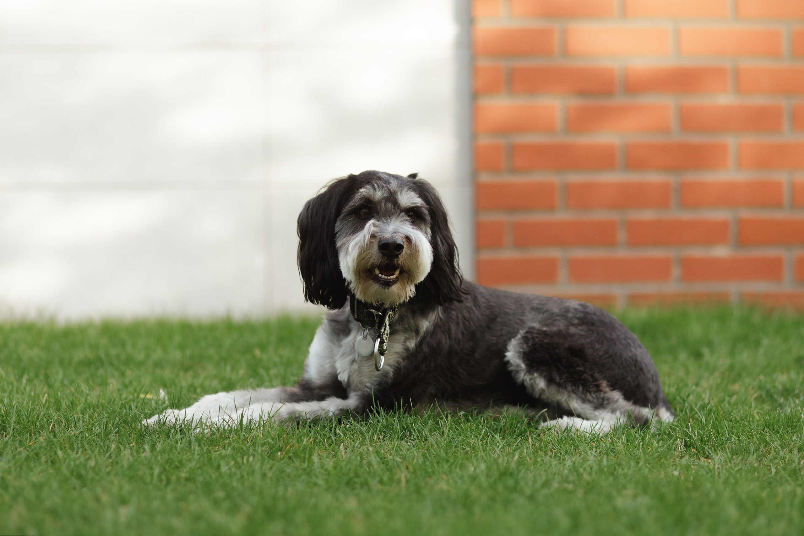 Lera & Flora. Kaja | fotograf we Wrocławiu | ludzie i psy