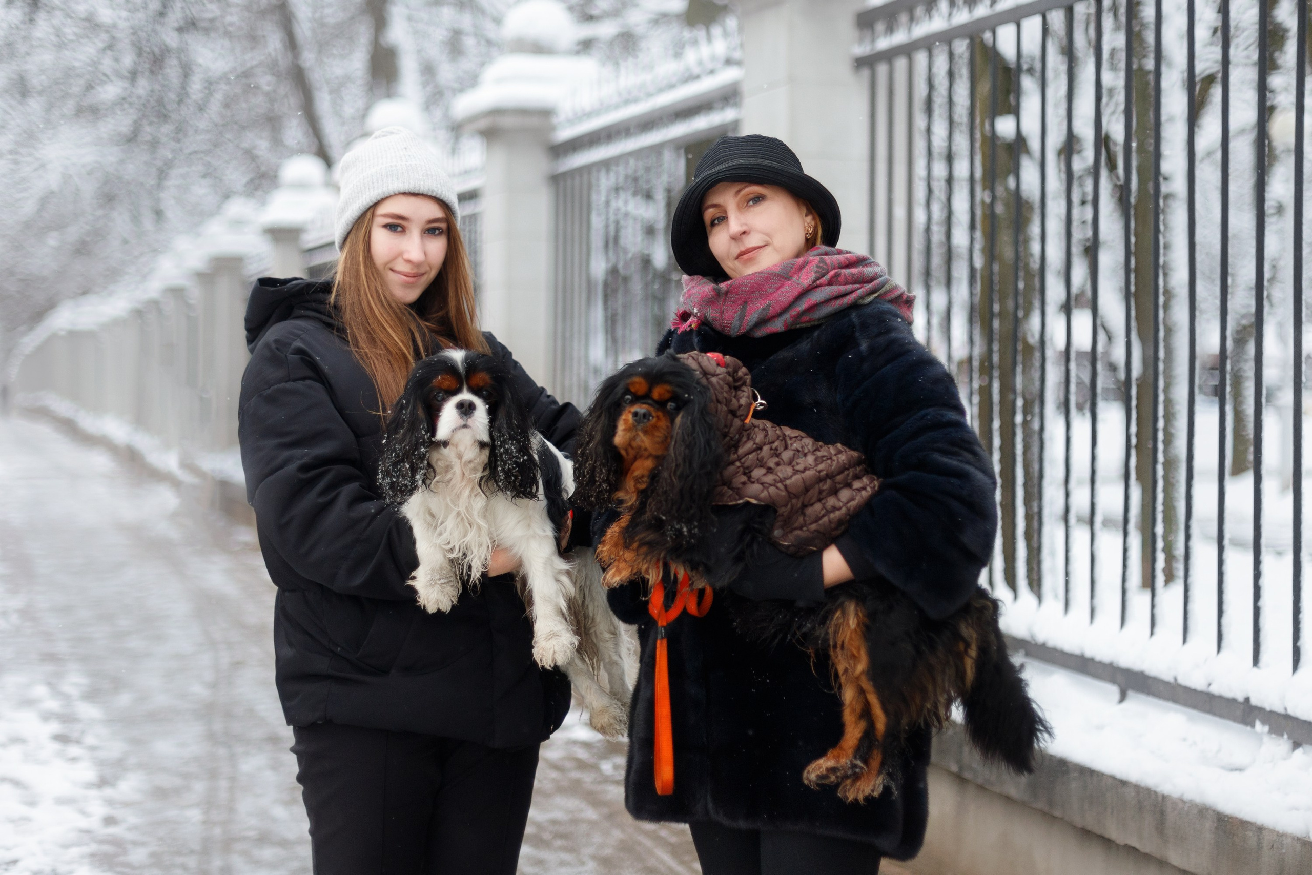 Uliana & winter spaniels. Kaja | fotograf psów we Wrocławiu