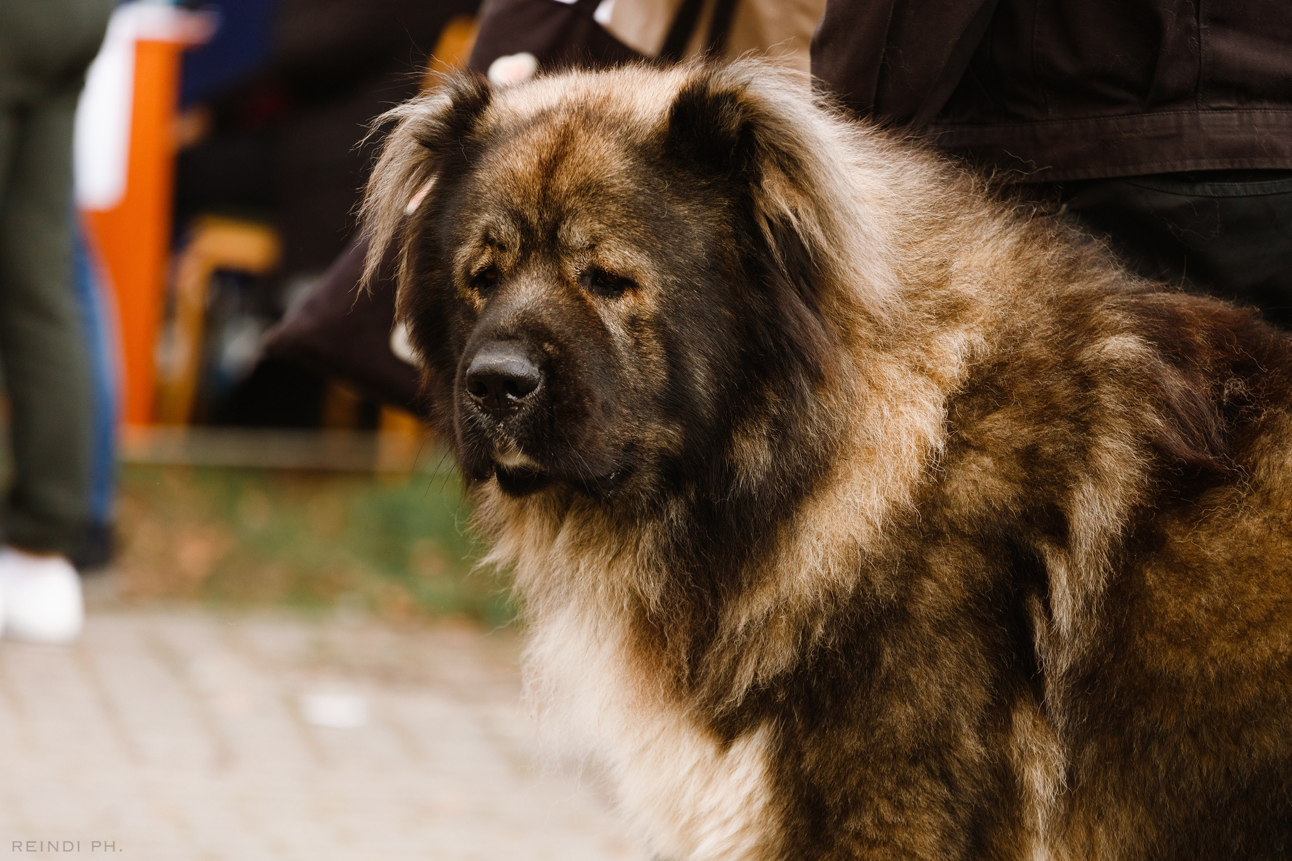 «Argus» dog show in Brest. Kaja | fotograf we Wrocławiu | ludzie i psy