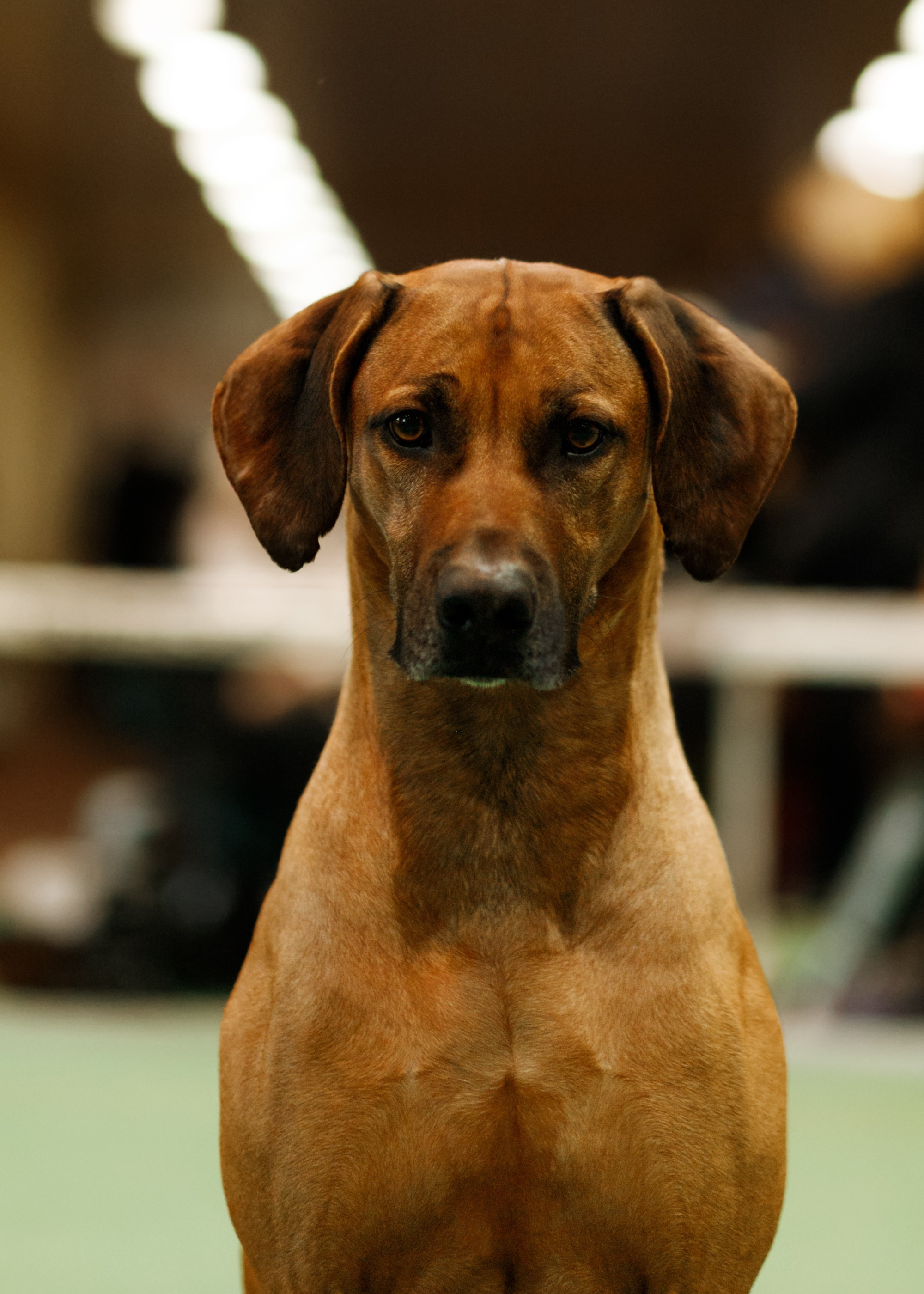 Dog shows | the best ones. Kaja | fotograf psów we Wrocławiu