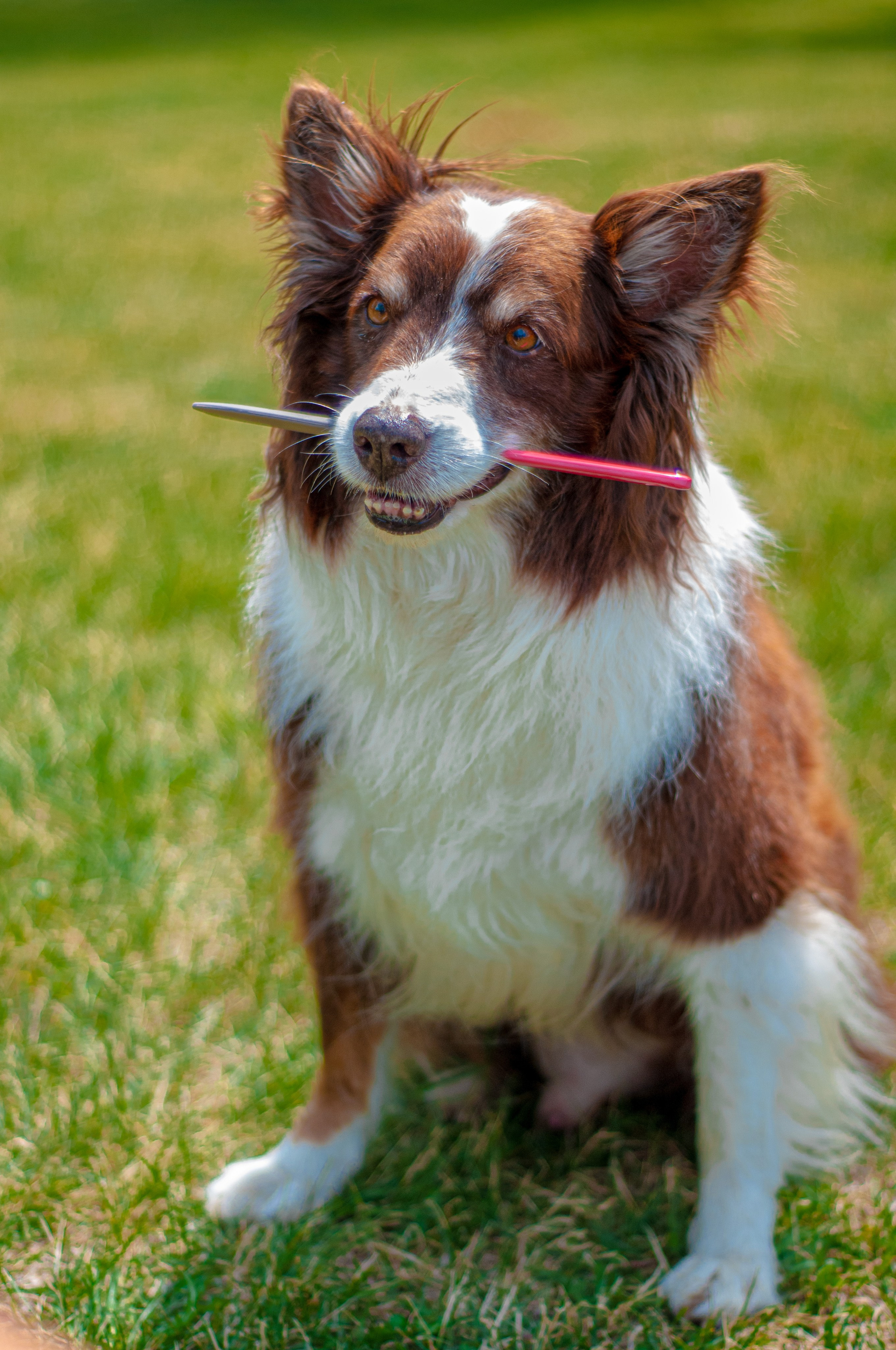 Baloo (Montreal QC). Carlos Lima Photography — Photographer in Calgary