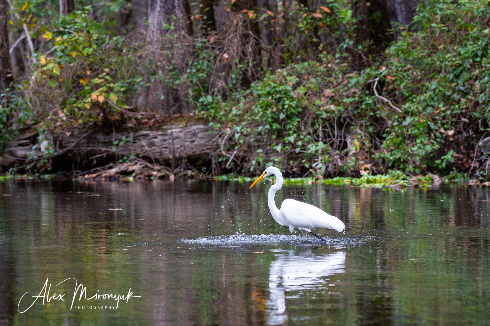 Exploring True Florida: Springs, Rivers & Manatees by Canoe. Pet, Senior, Landscape, portrait studio, photographer in Miami and Sou