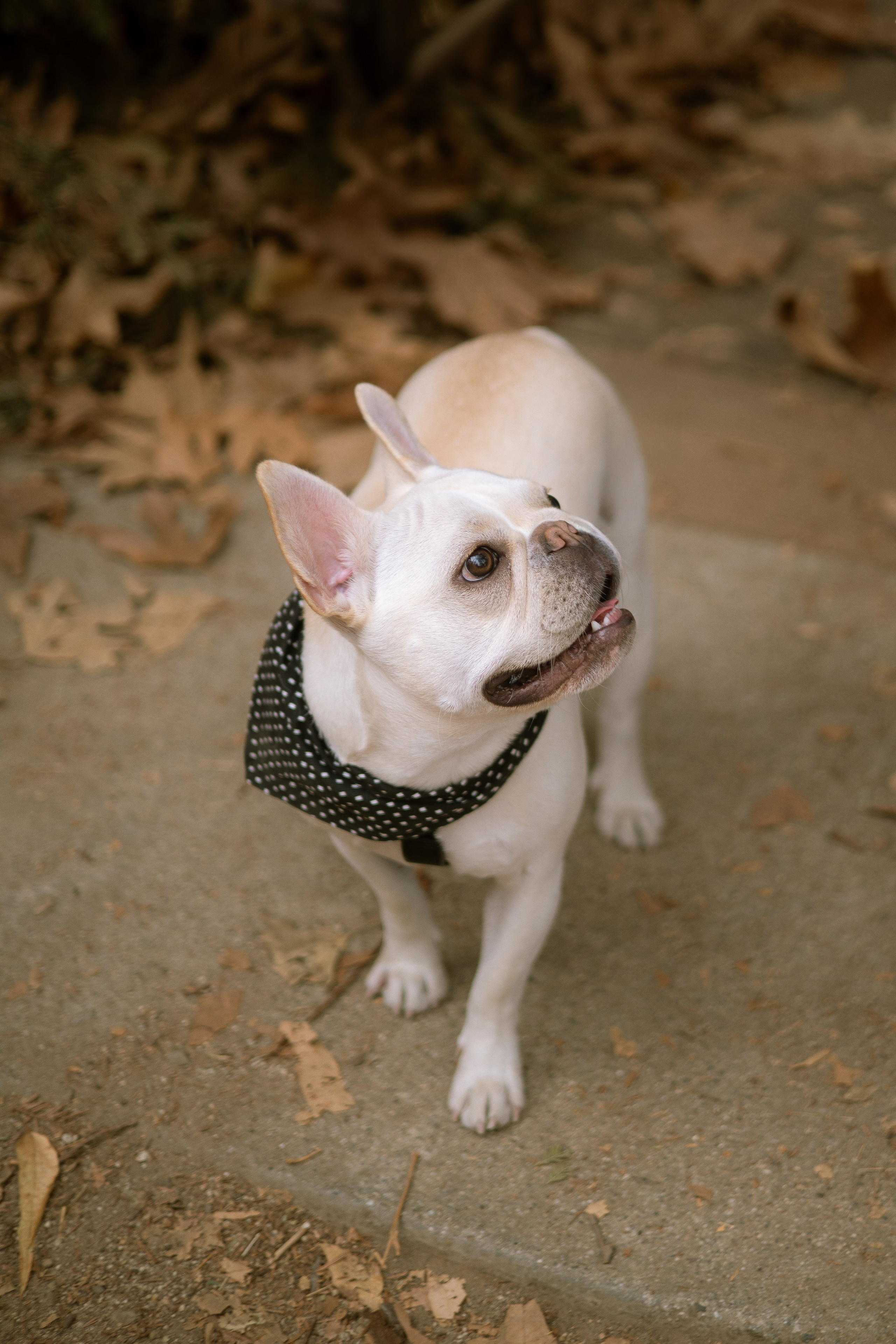 Alie & Asiago. Photographer in Los Angeles. Julia Ishmuratova