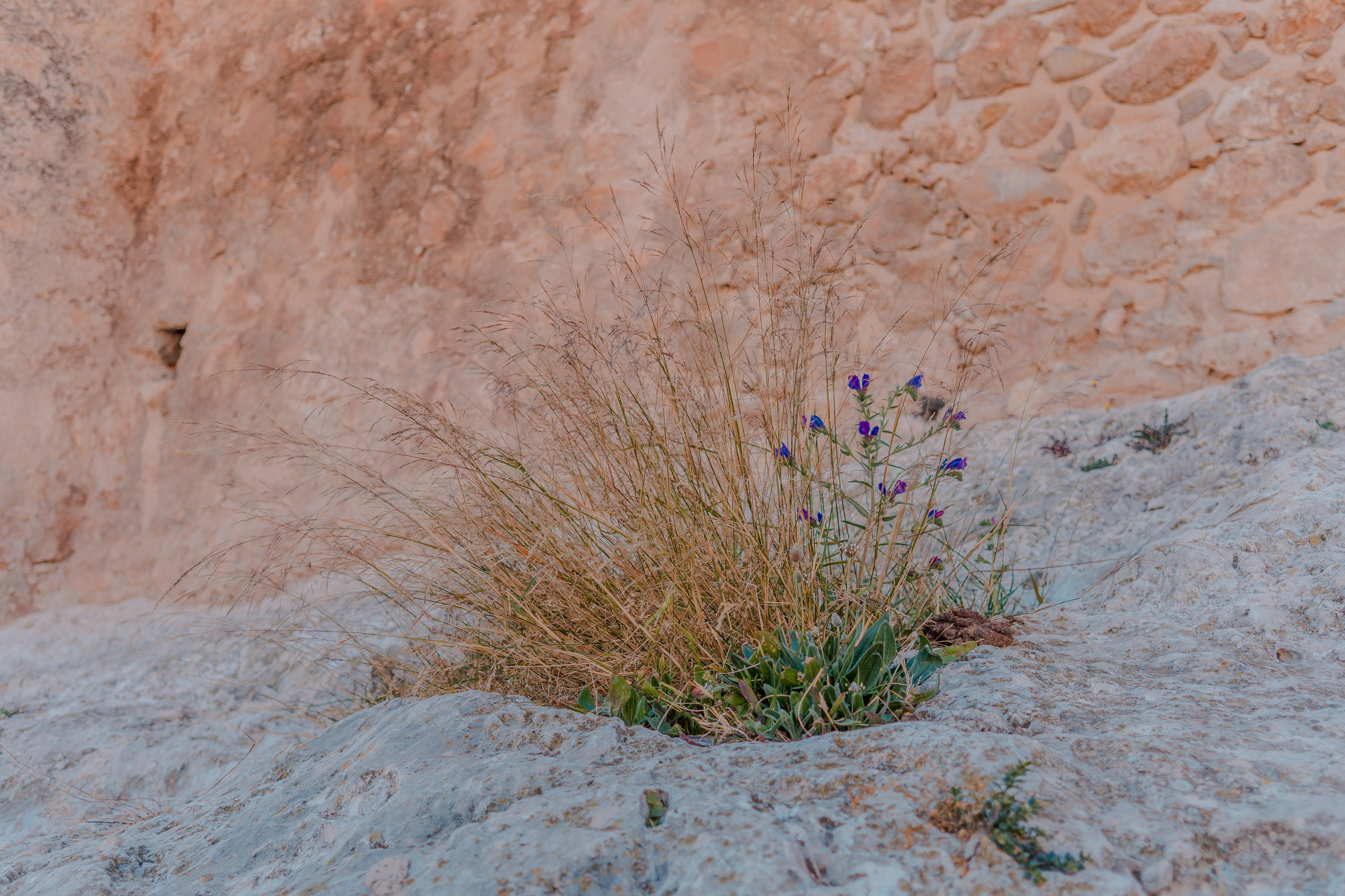 Villena. Alba del Norte Studio