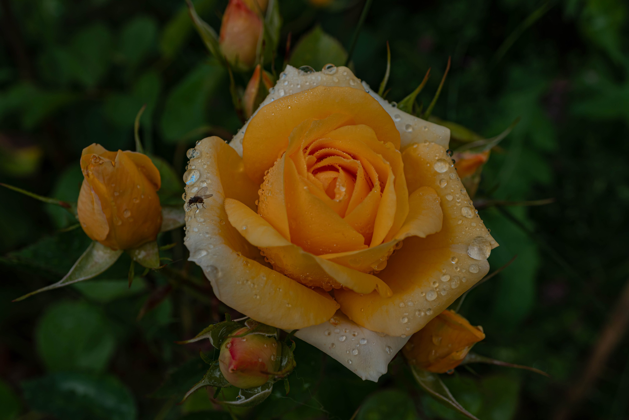 Bocetos. Alba del Norte Studio