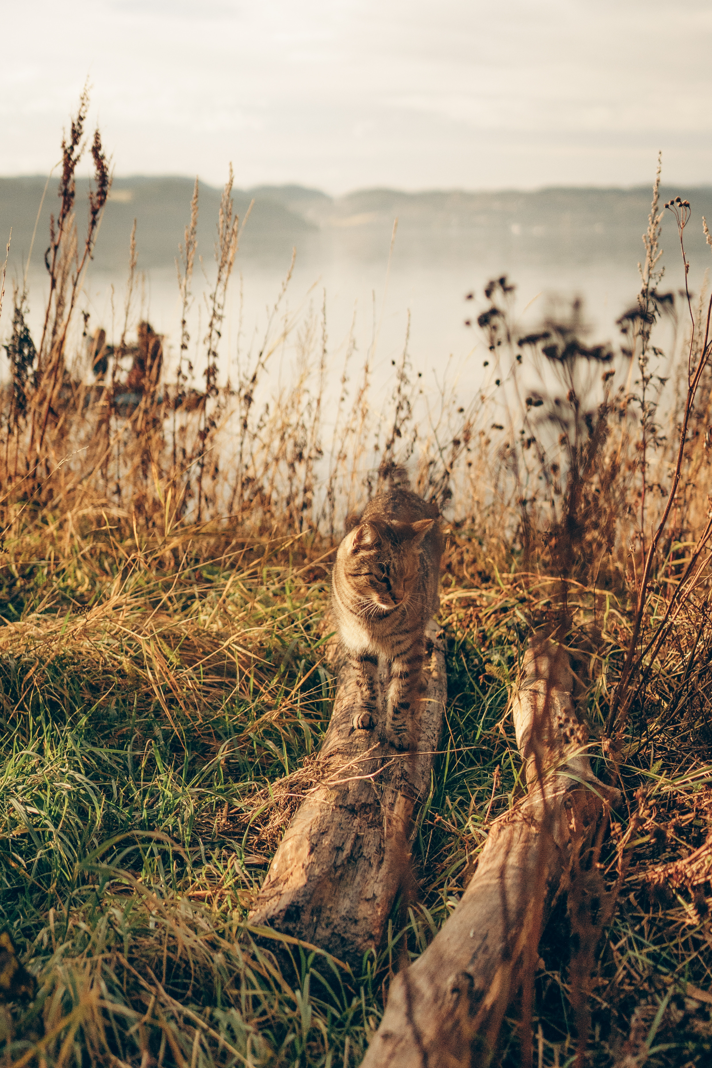 AGA´S AUTUMN. Photographer and videographer in Norway and Slovakia Andrea Zemko