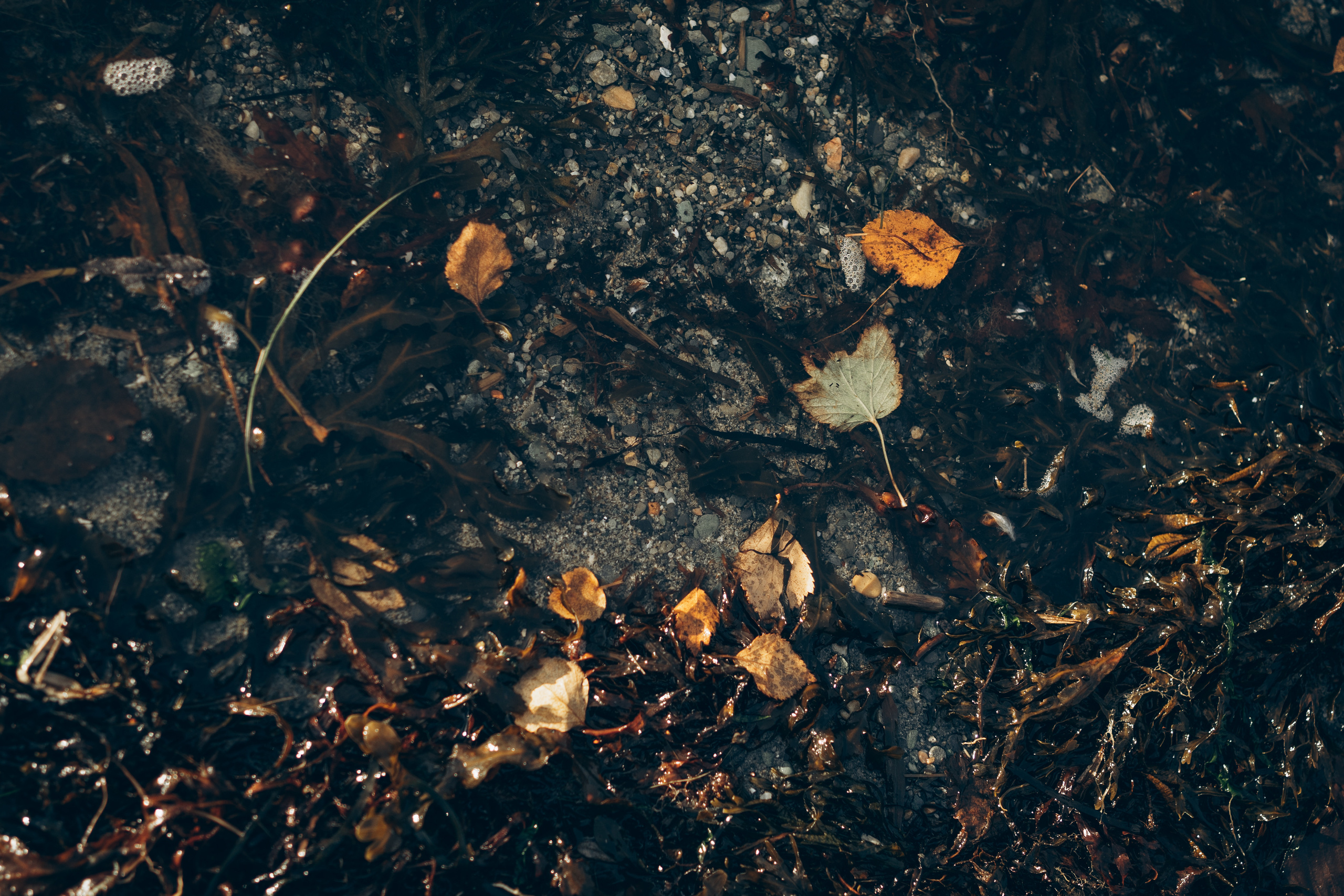 AGA´S AUTUMN. Photographer and videographer in Norway and Slovakia Andrea Zemko