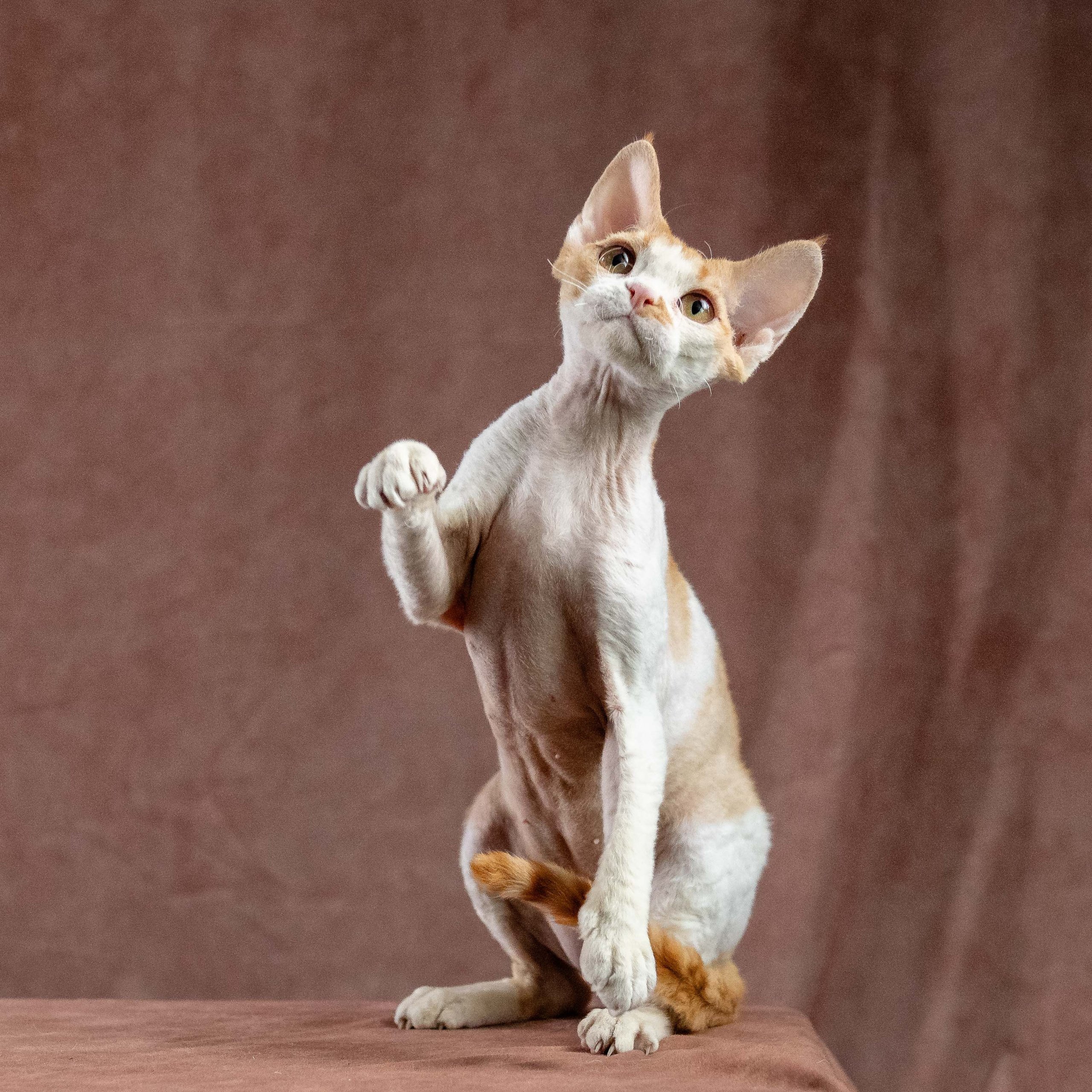 Nika. Devon Rex Pixie Cattery