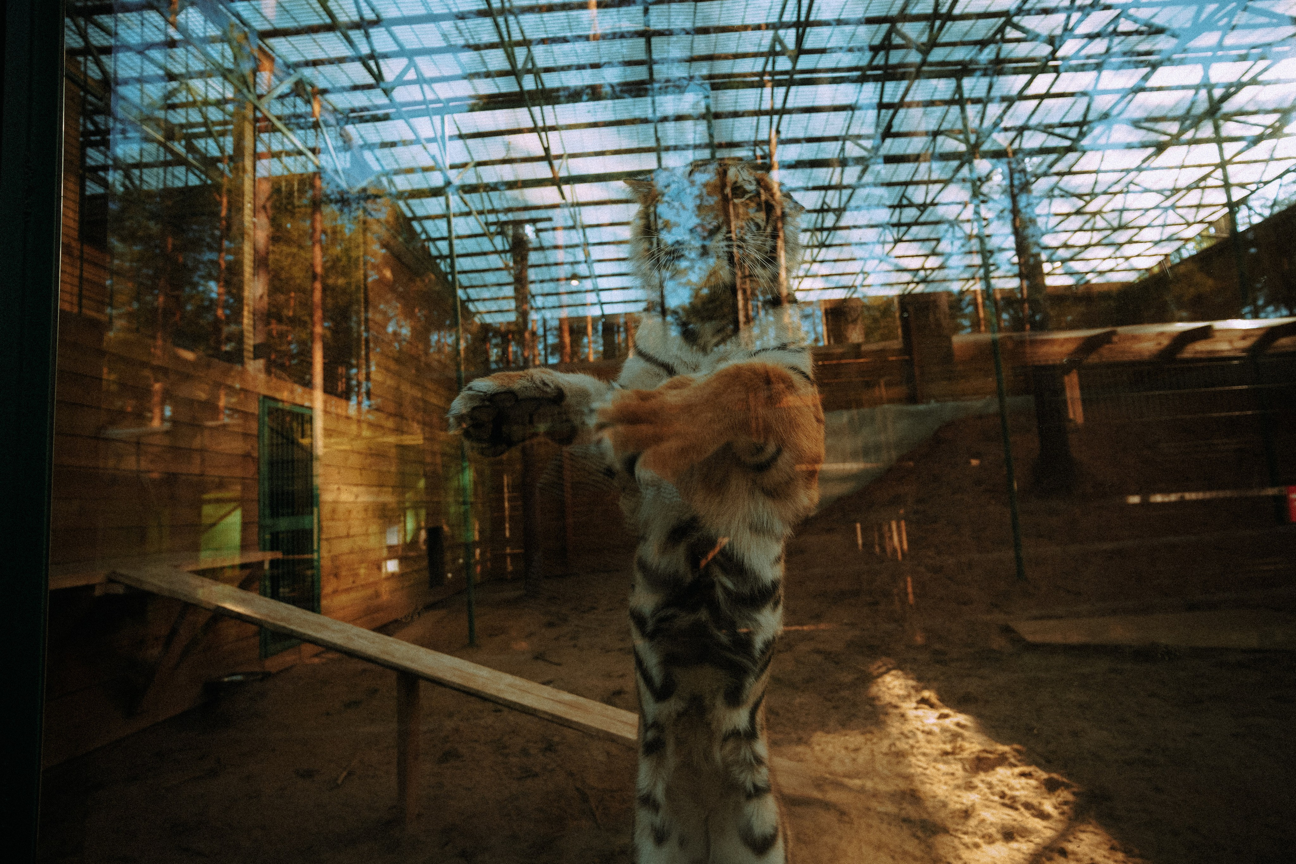 Кот шпедингера. Стрит-фотография, полная абсурда, идиотизма и красоты