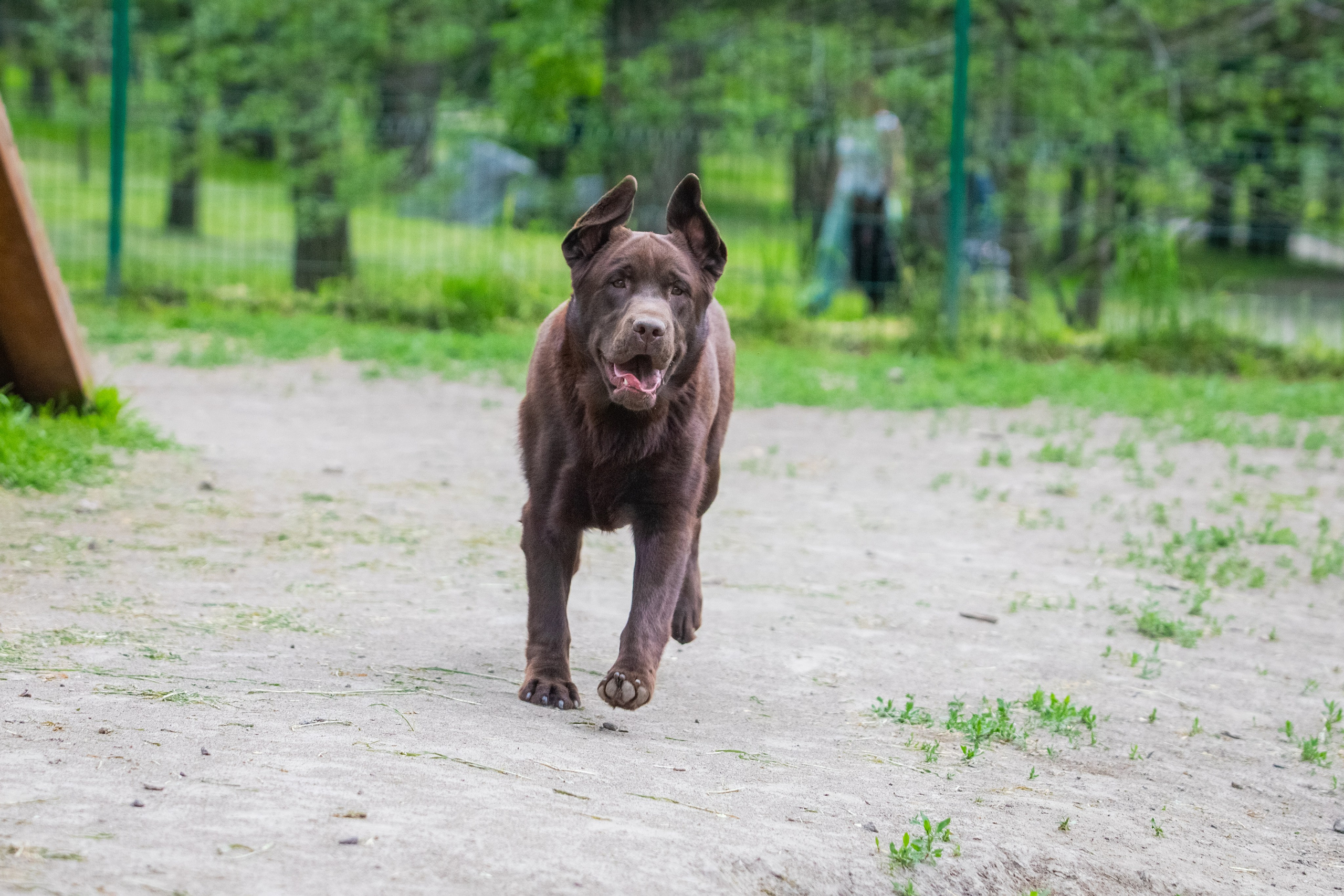 Da Vinci. Цуценята лабрадор ретривера, Дніпро, Україна
