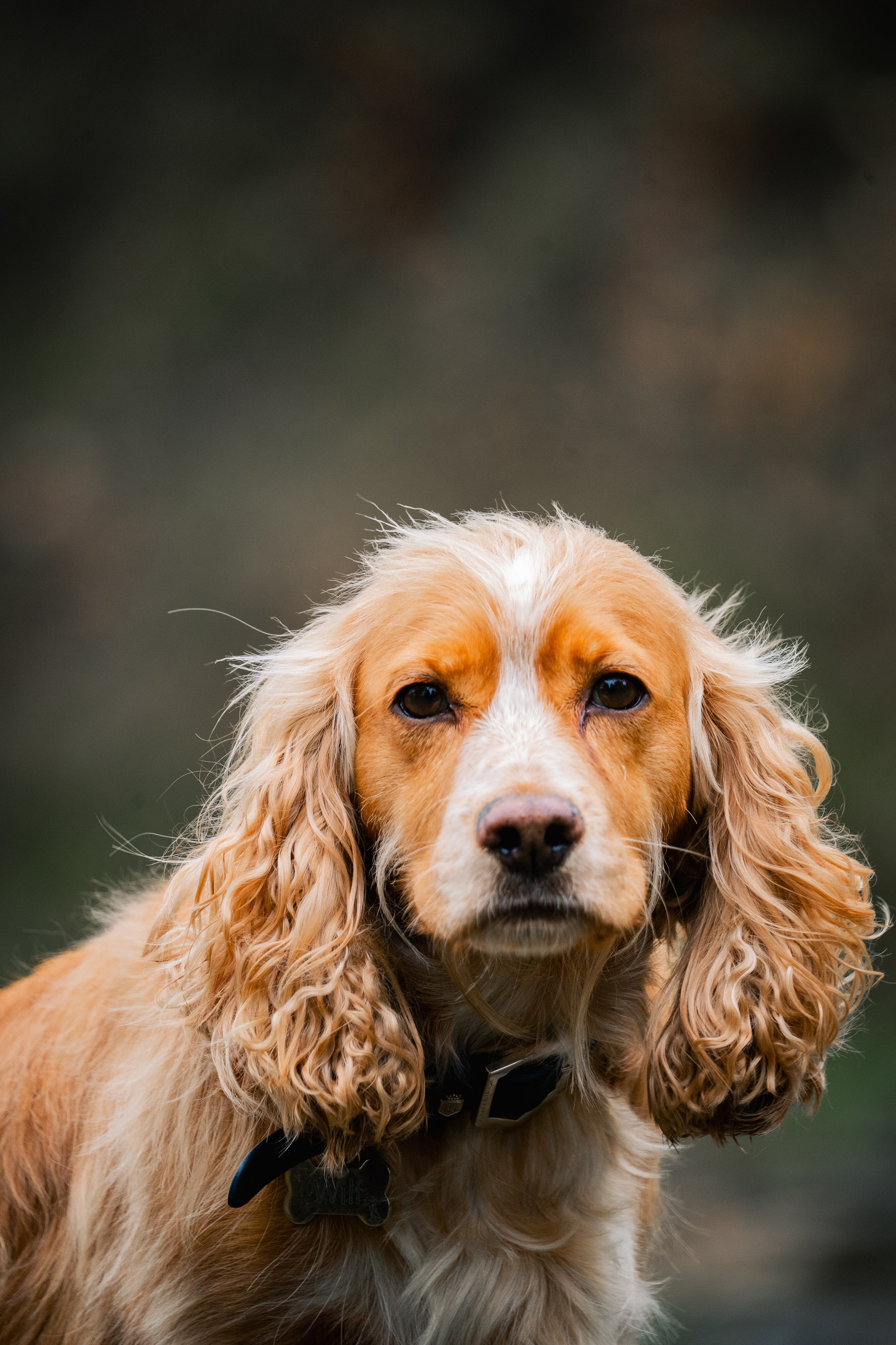 Pets. Ryan Hewitt Photographer