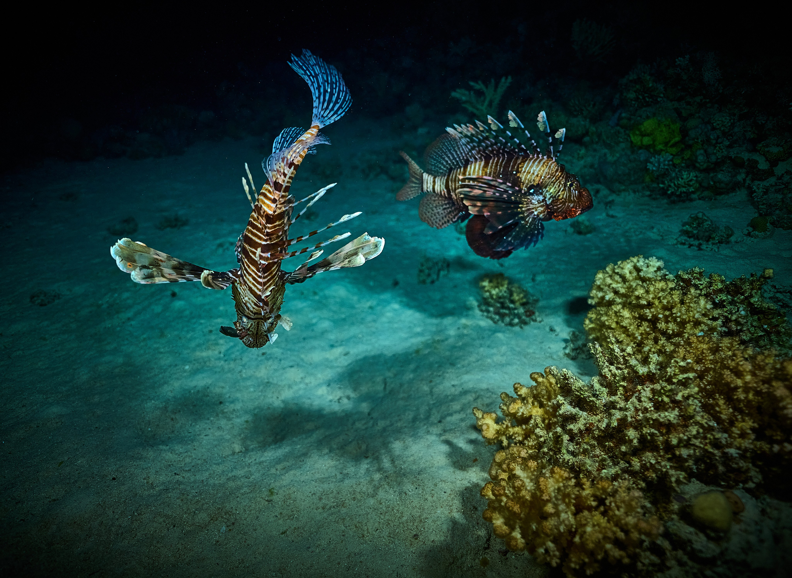 Mieszkańcy mórz. Andriej Szypilow — Photography & Videography