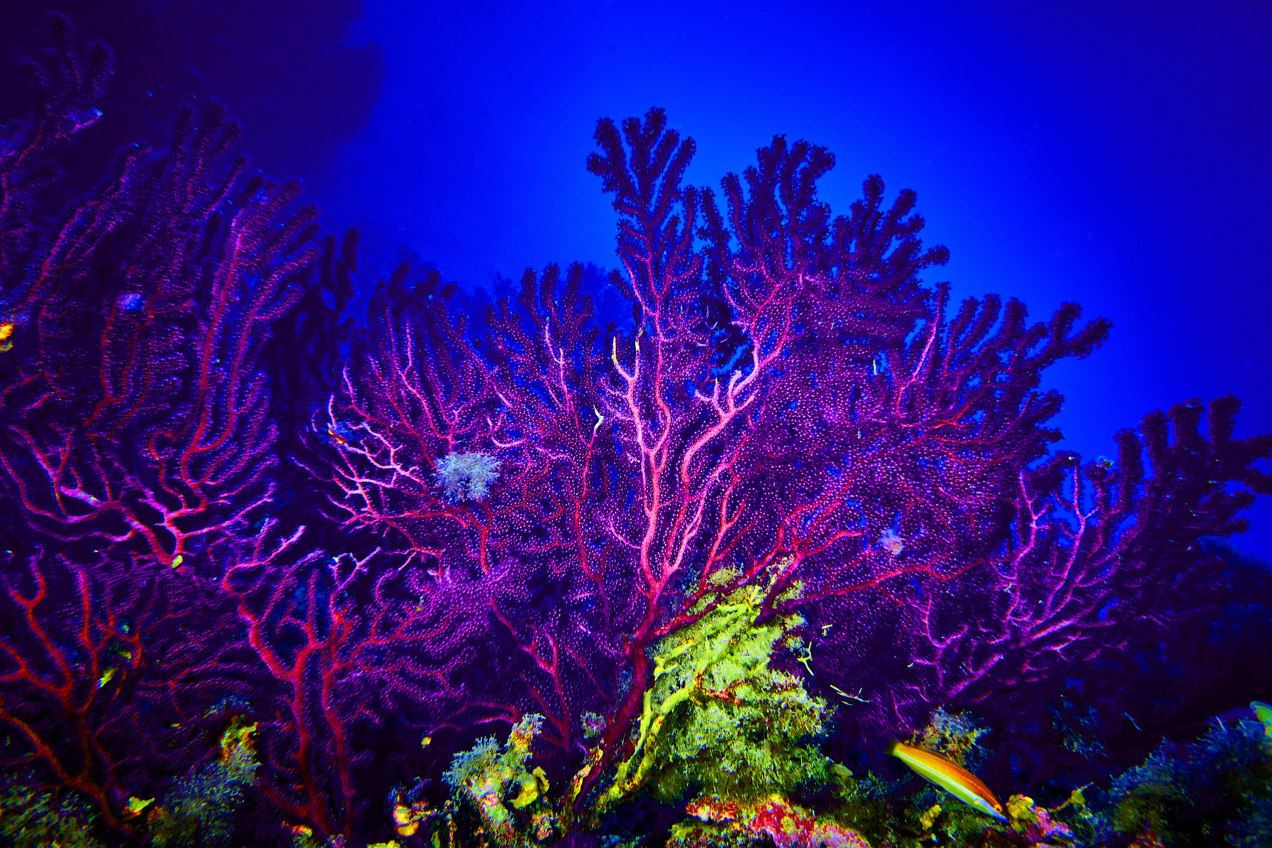 Mieszkańcy mórz. Andriej Szypilow — Photography & Videography