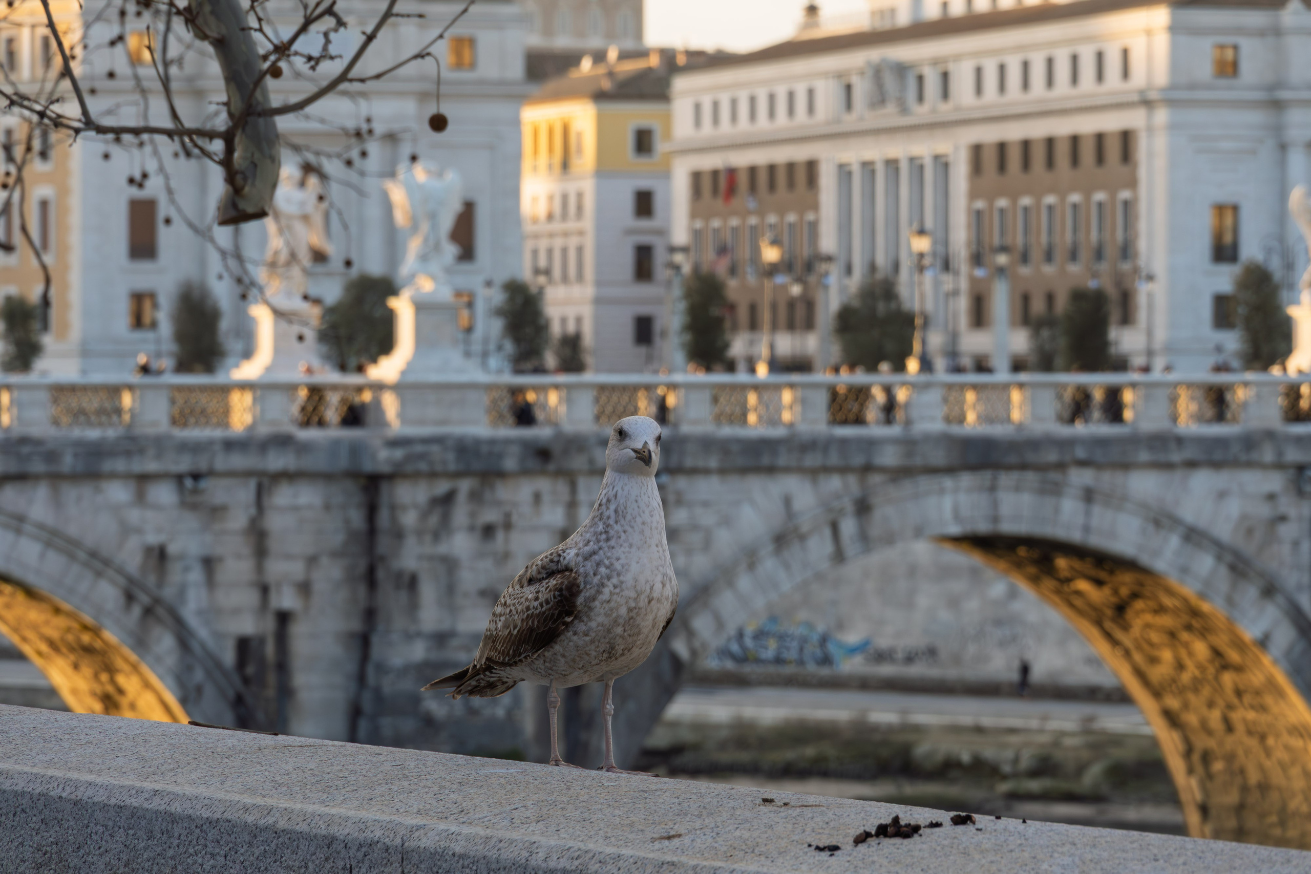 Roma 2025. Fotografiideplacere.net