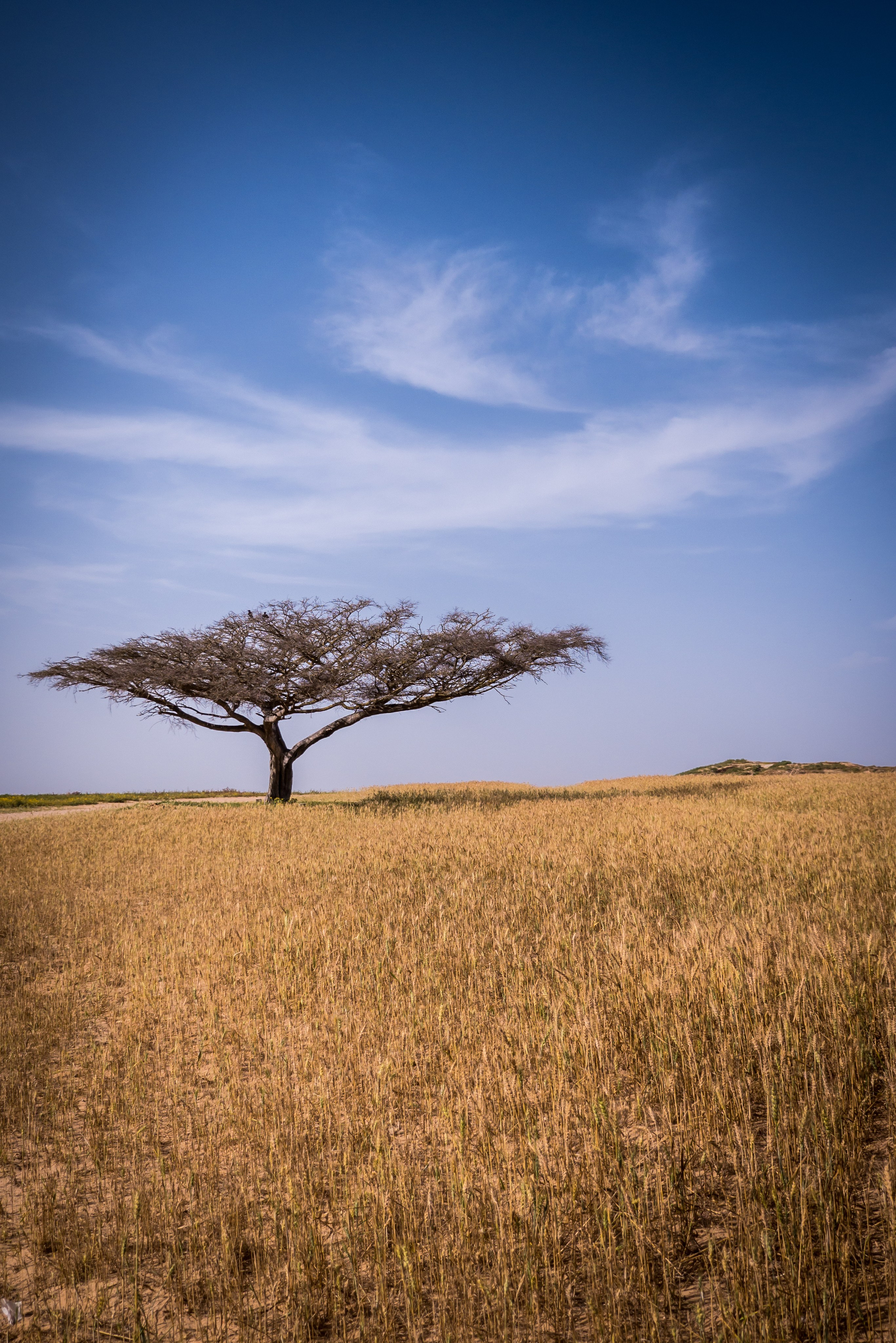 Fine Art Print. Portrait & Event photographer in Israel — Rebecca Kowalsky