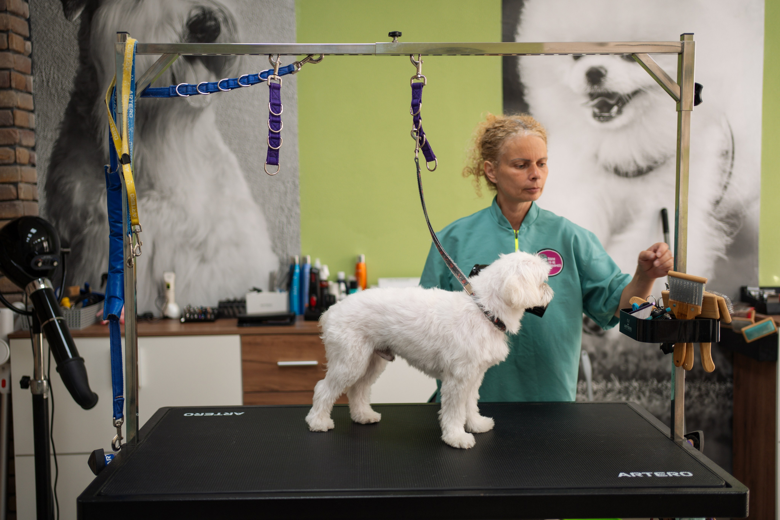 PetGroom Timisoara. Cozac Cristian Photographer