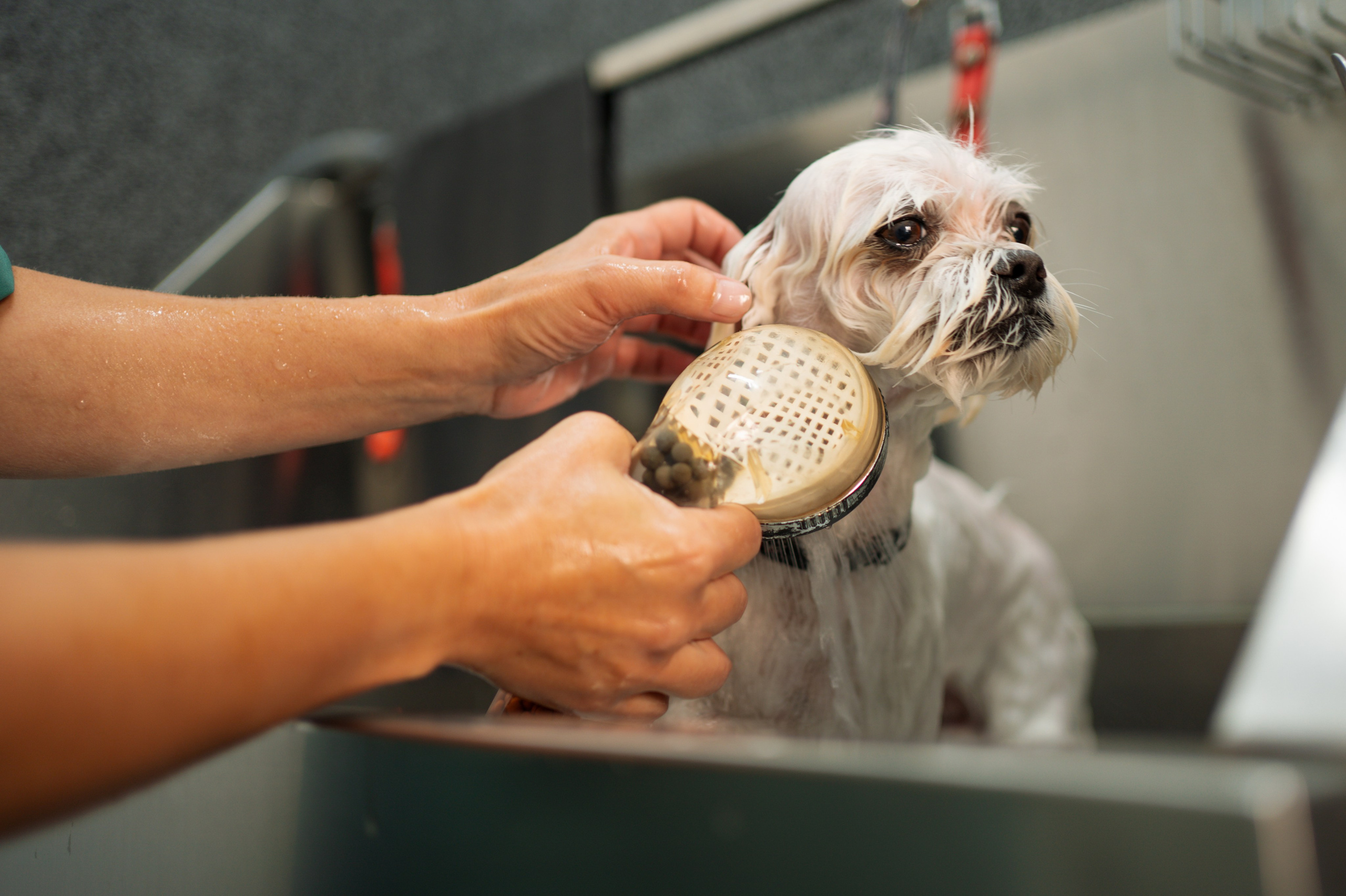 PetGroom Timisoara. Cozac Cristian Photographer
