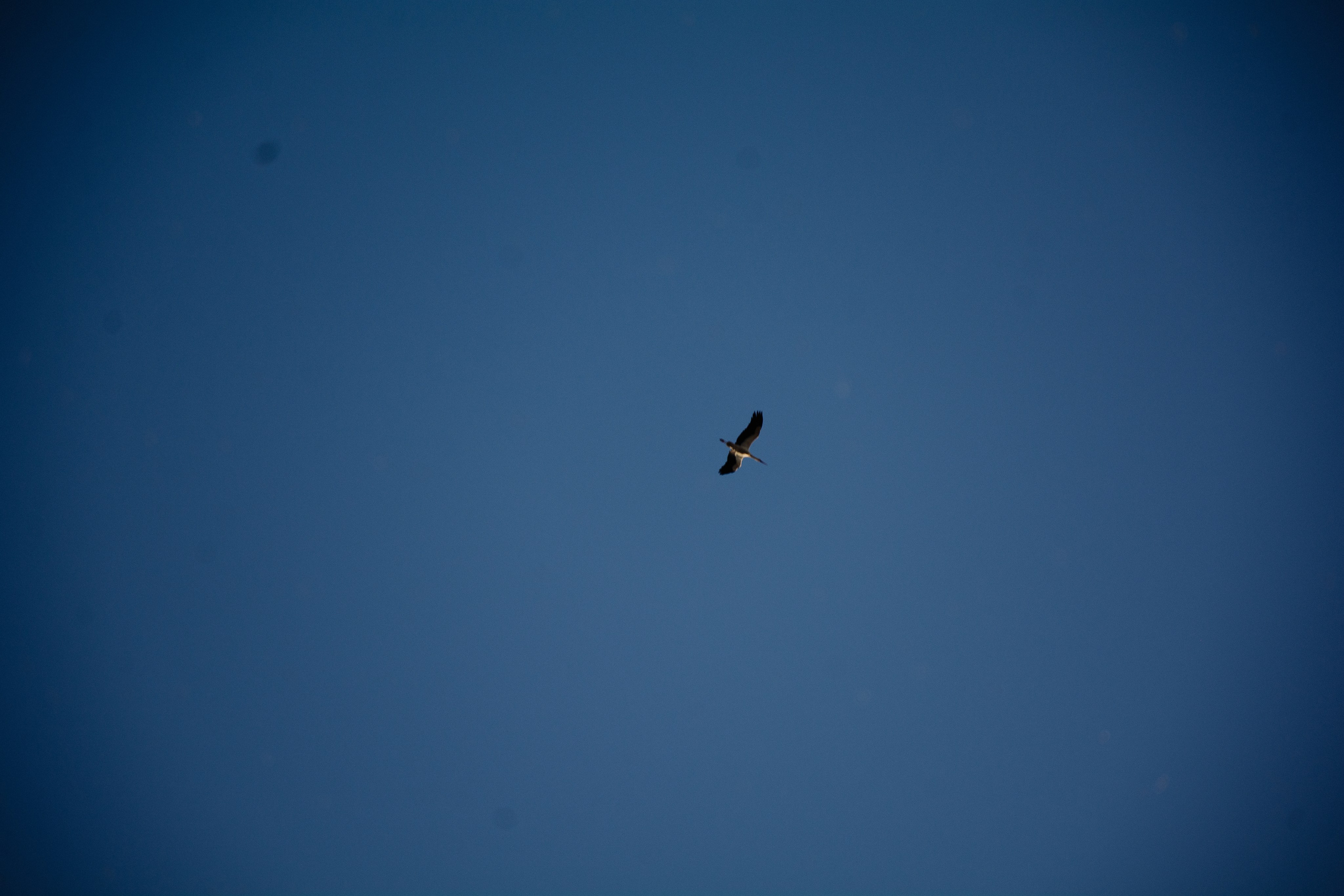 Anna. Shpanarskiy Nazar