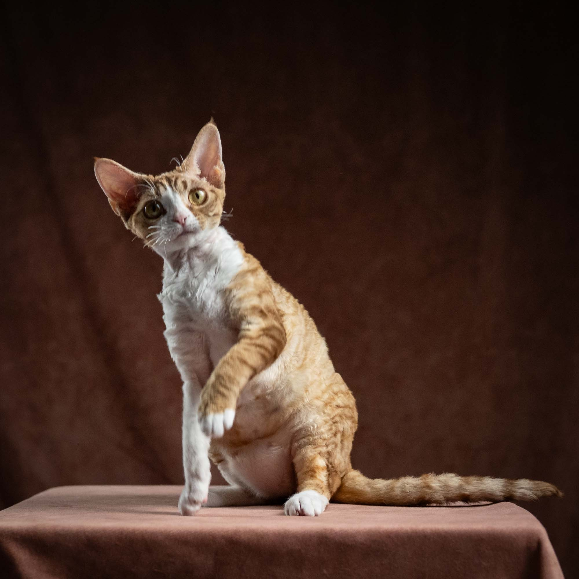 Houston, girl, born 04.20.25. Devon Rex Pixie Cattery