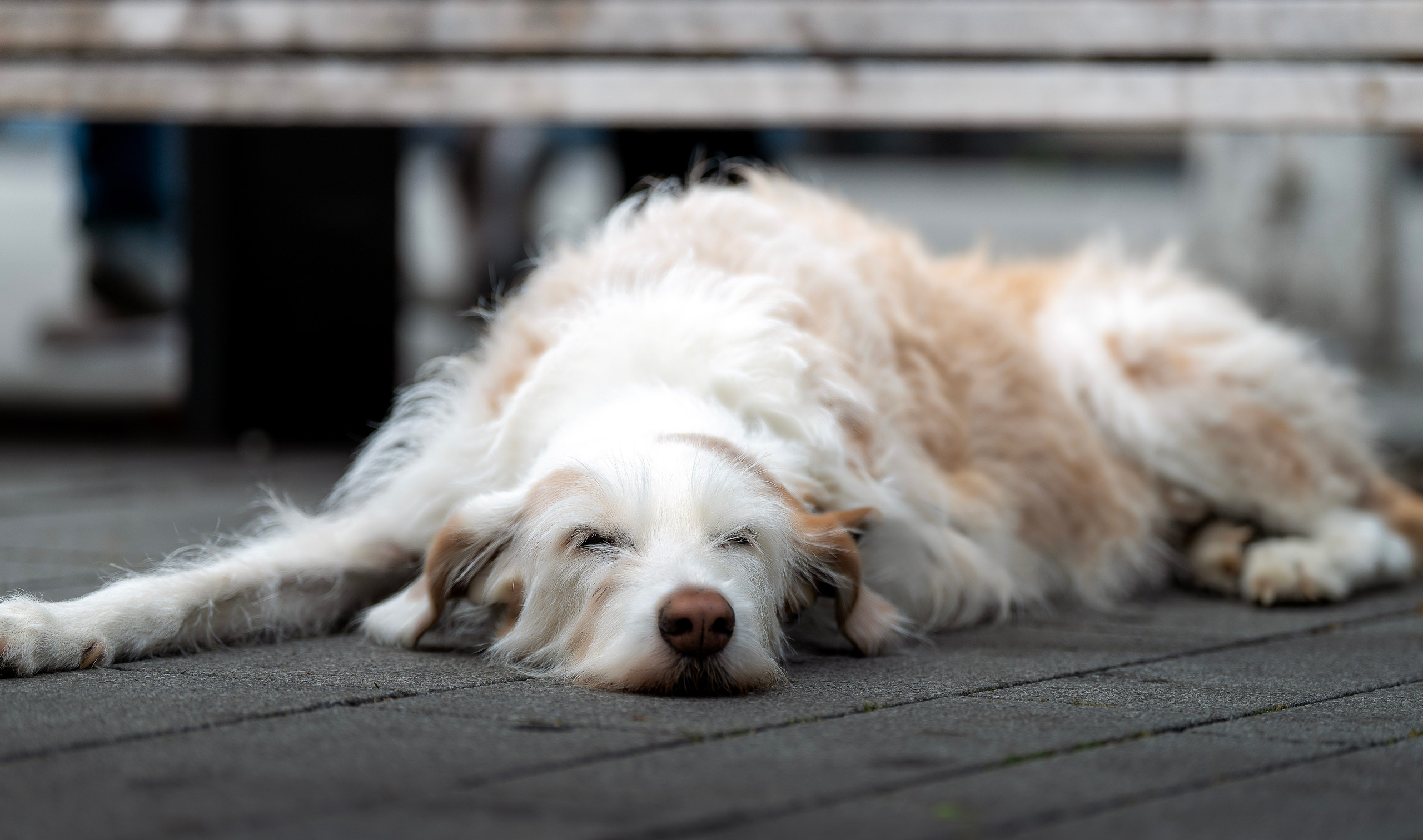 Hunde. LUKIN IGOR Photography