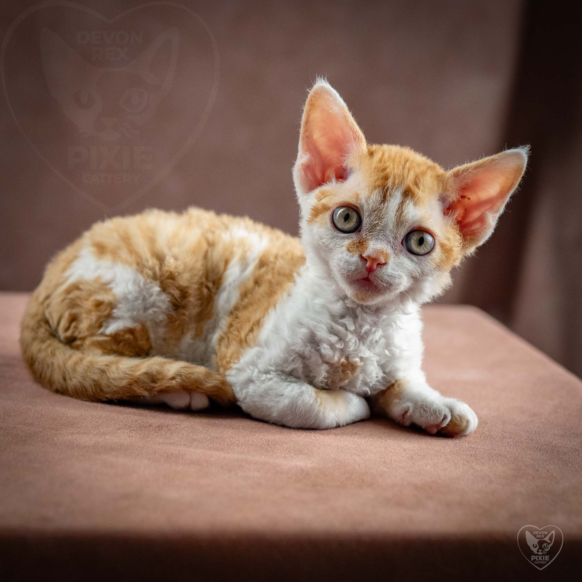 Gary,  boy, born on 01.18.25. Devon Rex Pixie Cattery