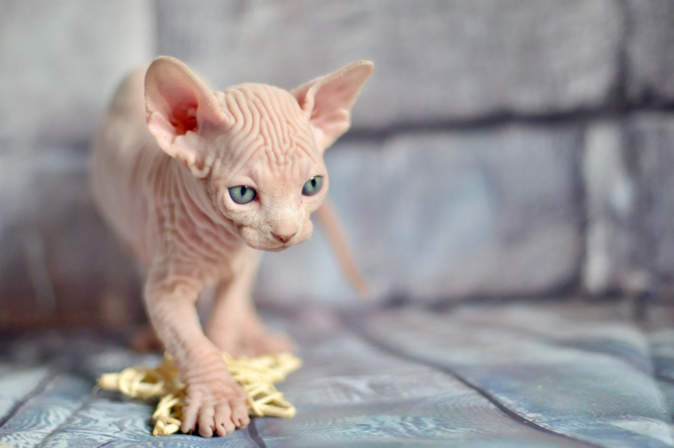 A cattery of Canadian Sphynx breed, located in Limassol, Cyprus