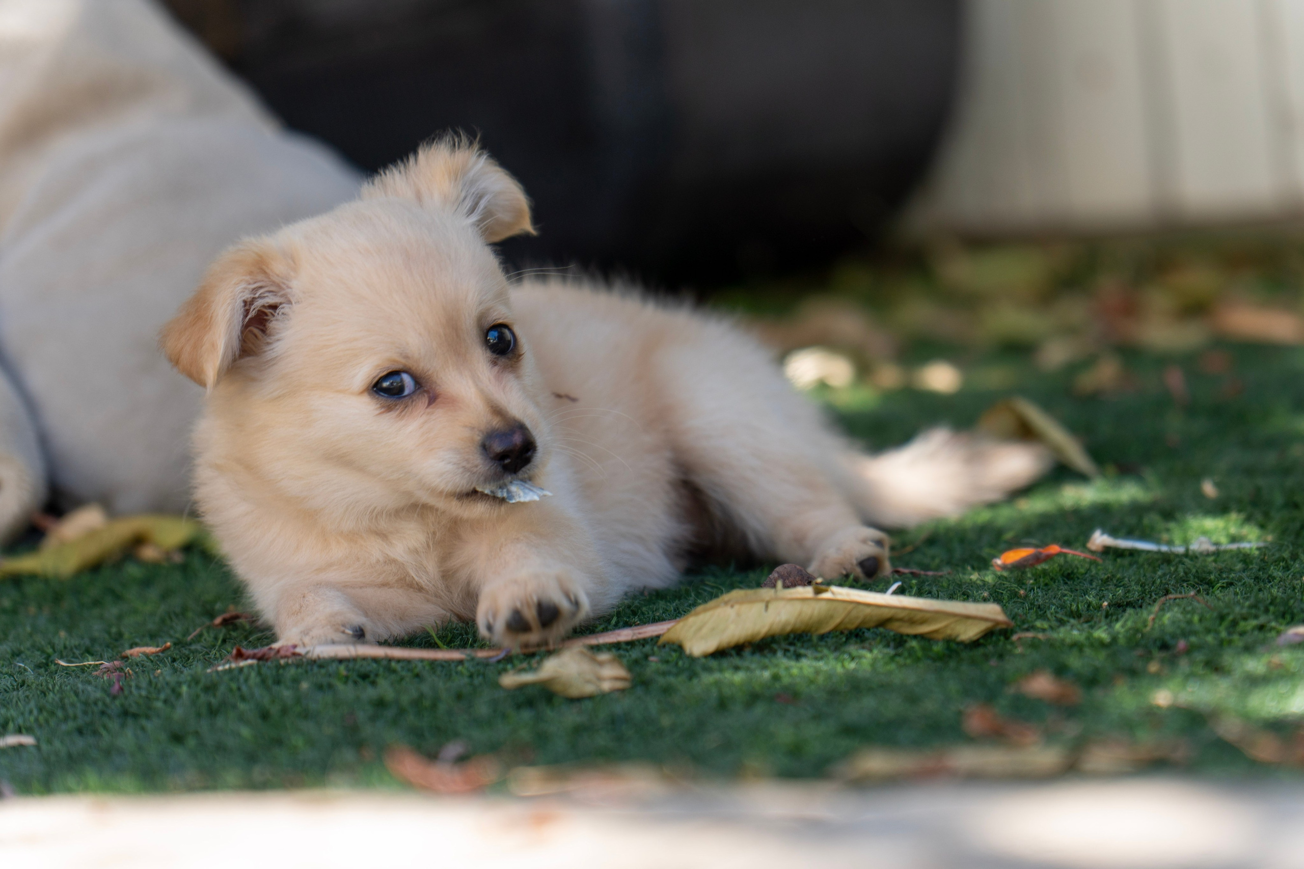 Random dogs. Главное меню