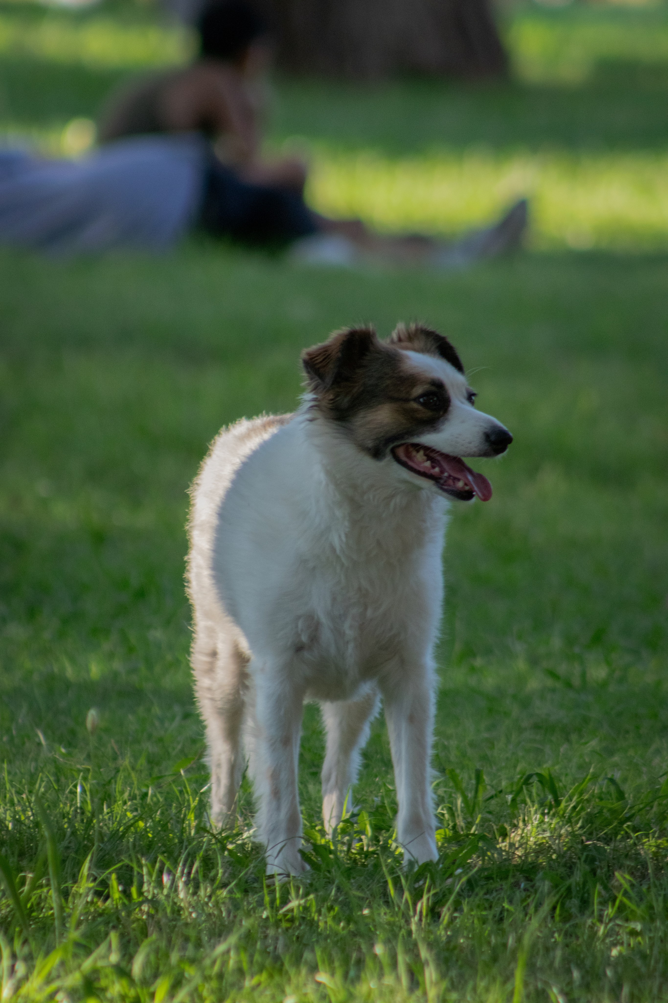 fotógrafo de perros mendoza