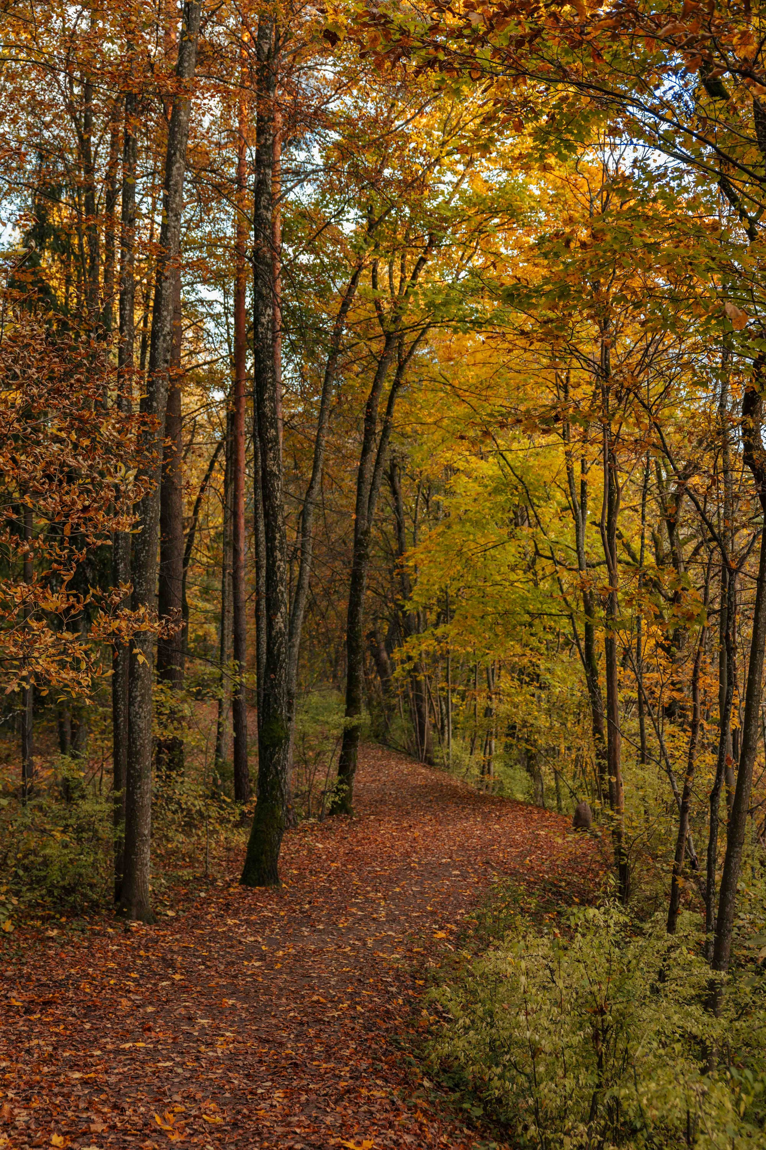 Best Autumn Photoshoot Locations in Vilnius: Top Spots to Capture the Fall Colors. Framed by Evelina | Destination Wedding Photographer from Lithuania | Europe